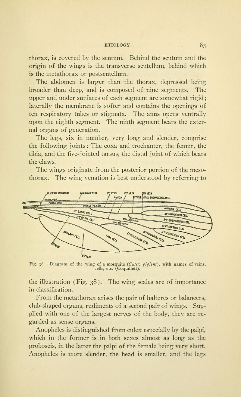 thorax, is covered by the scutum. Behind the scutum and the origin of the wings is the transverse scutellum, behind which is the metathorax or postscutellum. The abdomen is larger than the thorax, depressed being broader than deep, and is composed of nine segments. The upper and under surfaces of each segment are somewhat rigid; laterally the membrane is softer and contains the openings of ten respiratory tubes or stigmata. The anus opens ventrally upon the eighth segment. The ninth segment bears the exter- nal organs of generation. The legs, six in number, very long and slender, comprise the following joints: The coxa and trochanter, the femur, the tibia, and the five-jointed tarsus, the distal joint of which bears the claws. The wings originate from the posterior portion of the meso- thorax. The wing venation is best understood by referring to HUMtRW.C«)SSrtW .■■hnsTO.VFlH ^VEIR «<?\tm 3SVE1H / -hVEm / pmif lOfJBSUBWRGIHALCai Fig. 38.—Diagram of the wing of a mosquito {Culex pipiens), with names of veins, cells, etc. (Coquillett). the illustration (Fig. 38). The wing scales are of importance in classification. From the metathorax arises the pair of halteres or balancers, club-shaped organs, rudiments of a second pair of wings. Sup- plied with one of the largest nerves of the body, they are re- garded as sense organs. Anopheles is distinguished from culex especially by the palpi, which in the former is in both sexes almost as long as the proboscis, in the latter the palpi of the female being very short. Anopheles is more slender, the head is smaller, and the legs