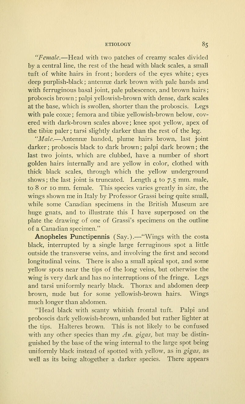 Female.—Head with two patches of creamy scales divided by a central line, the rest of the head with black scales, a small tuft of white hairs in front; borders of the eyes white; eyes deep purplish-black; antennae dark brown with pale bands and with ferruginous basal joint, pale pubescence, and brown hairs; proboscis brown; palpi yellowish-brown with dense, dark scales at the base, which is swollen, shorter than the proboscis. Legs with pale coxae; femora and tibiae yellowish-brown below, cov- ered with dark-brown scales above; knee spot yellow, apex of the tibiae paler; tarsi slightly darker than the rest of the leg. Male.—Antennae banded, plume hairs brown, last joint darker; proboscis black to dark brown; palpi dark brown; the last two joints, which are clubbed, have a number of short golden hairs internally and are yellow in color, clothed with thick black scales, through which the yellow underground shows; the last joint is truncated. Length 4 to 7.5 mm. male, to 8 or 10 mm. female. This species varies greatly in size, the wings shown me in Italy by Professor Grassi being quite small, while some Canadian specimens in the British Museum are huge gnats, and to illustrate this I have superposed on the plate the drawing of one of Grassi's specimens on the outline of a Canadian specimen. Anopheles Punctipennis (Say.).—Wings with the costa black, interrupted by a single large ferruginous spot a little outside the transverse veins, and involving the first and second longitudinal veins. There is also a small apical spot, and some yellow spots near the tips of the long veins, but otherwise the wing is very dark and has no interruptions of the fringe. Legs and tarsi uniformly nearly black. Thorax and abdomen deep brown, nude but for some yellowish-brown hairs. Wings much longer than abdomen. Head black with scanty whitish frontal tuft. Palpi and proboscis dark yellowish-brown, unhanded but rather lighter at the tips. Halteres brown. This is not likely to be confused with any other species than my An. gigas, but may be distin- guished by the base of the wing internal to the large spot being uniformly black instead of spotted with yellow, as in gigas, as well as its being altogether a darker species. There appears