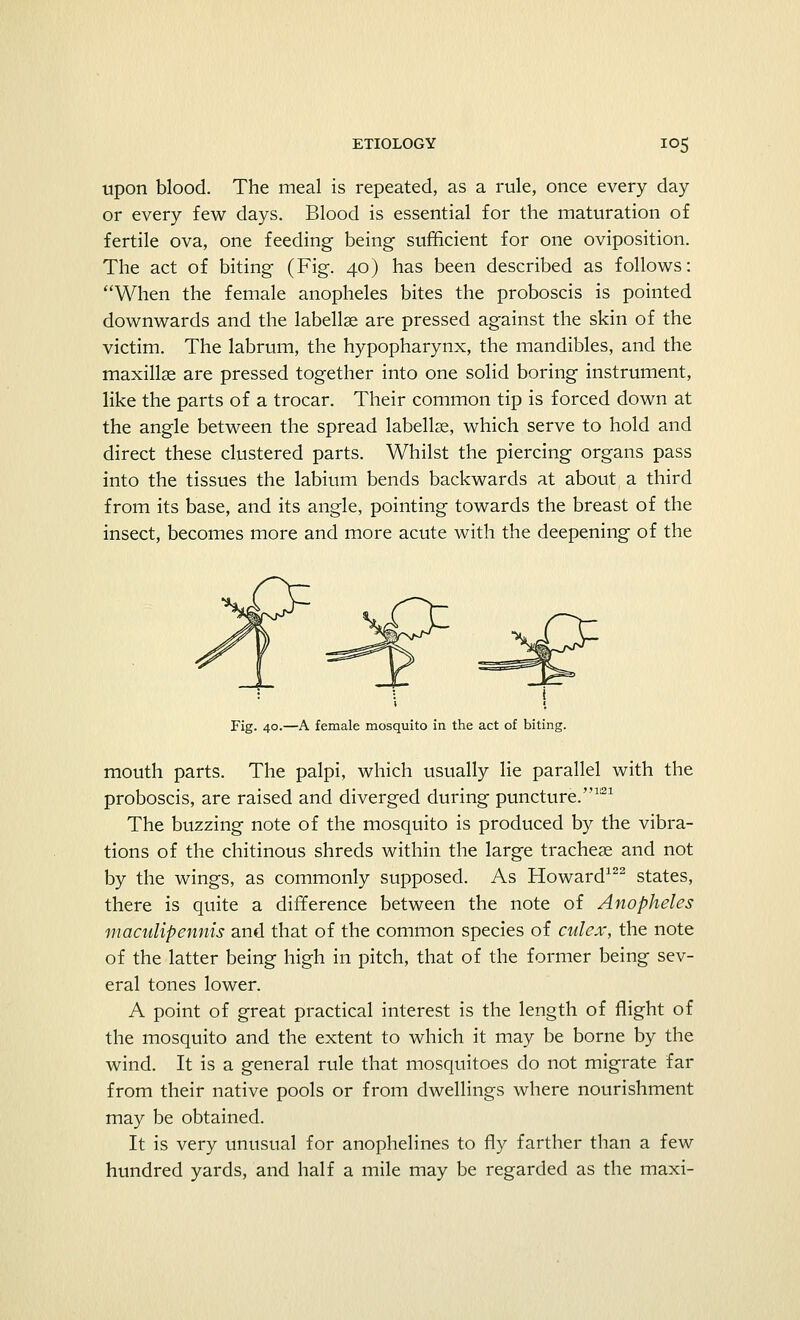 upon blood. The meal is repeated, as a rule, once every day or every few days. Blood is essential for the maturation of fertile ova, one feeding being sufficient for one oviposition. The act of biting (Fig. 40) has been described as follows: When the female anopheles bites the proboscis is pointed downwards and the labellse are pressed against the skin of the victim. The labrum, the hypopharynx, the mandibles, and the maxillae are pressed together into one solid boring instrument, like the parts of a trocar. Their common tip is forced down at the angle between the spread labellse, which serve to hold and direct these clustered parts. Whilst the piercing organs pass into the tissues the labium bends backwards at about a third from its base, and its angle, pointing towards the breast of the insect, becomes more and more acute with the deepening of the t Fig. 40.—A female mosquito in the act of biting. mouth parts. The palpi, which usually lie parallel with the proboscis, are raised and diverged during puncture.1121 The buzzing note of the mosquito is produced by the vibra- tions of the chitinous shreds within the large tracheae and not by the wings, as commonly supposed. As Howard122 states, there is quite a difference between the note of Anopheles maculipennis and that of the common species of culex, the note of the latter being high in pitch, that of the former being sev- eral tones lower. A point of great practical interest is the length of flight of the mosquito and the extent to which it may be borne by the wind. It is a general rule that mosquitoes do not migrate far from their native pools or from dwellings where nourishment may be obtained. It is very unusual for anophelines to fly farther than a few hundred yards, and half a mile may be regarded as the maxi-