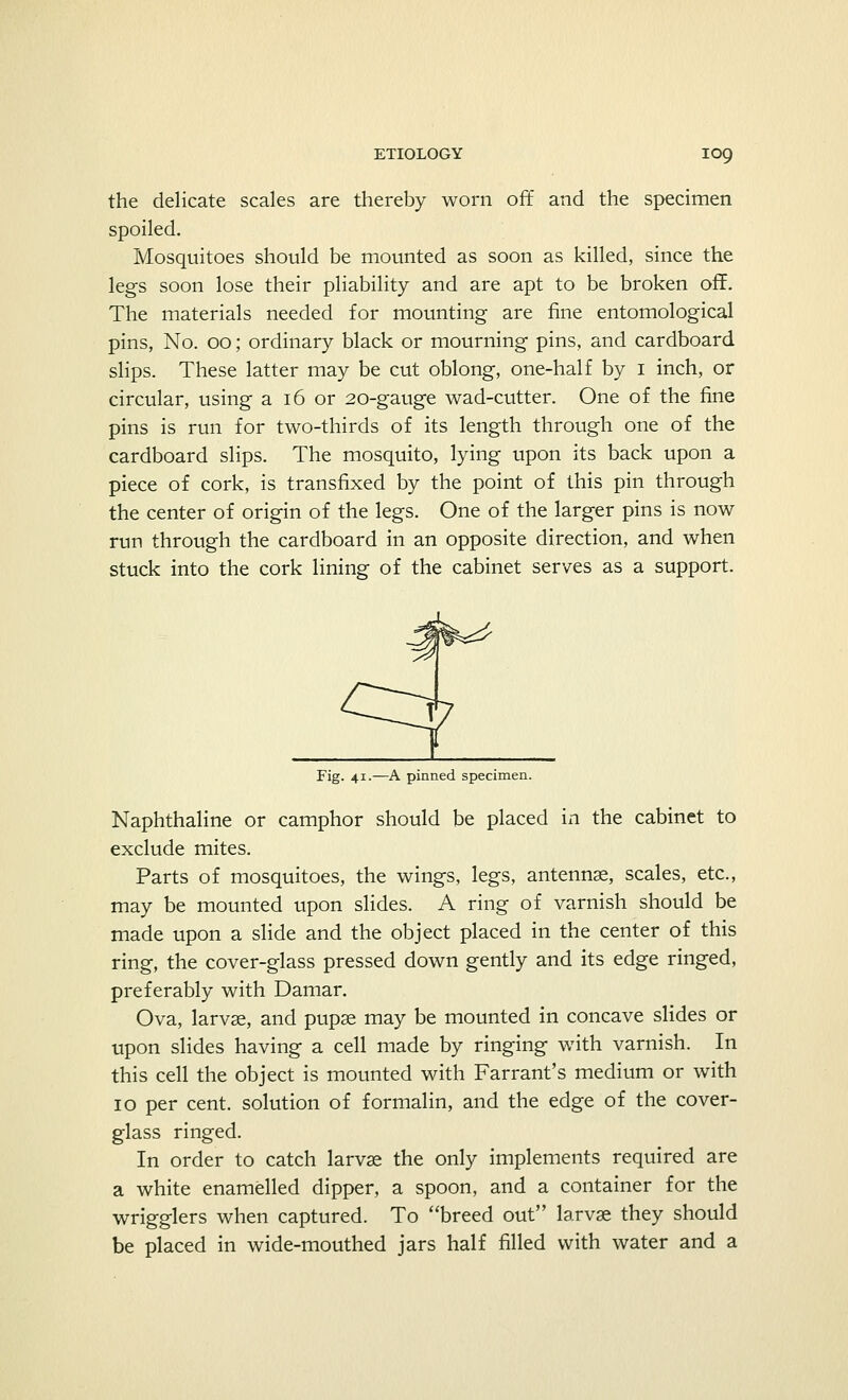 the delicate scales are thereby worn off and the specimen spoiled. Mosquitoes should be mounted as soon as killed, since the legs soon lose their pliability and are apt to be broken off. The materials needed for mounting are fine entomological pins, No. 00; ordinary black or mourning pins, and cardboard slips. These latter may be cut oblong, one-half by 1 inch, or circular, using a 16 or 20-gauge wad-cutter. One of the fine pins is run for two-thirds of its length through one of the cardboard slips. The mosquito, lying upon its back upon a piece of cork, is transfixed by the point of this pin through the center of origin of the legs. One of the larger pins is now run through the cardboard in an opposite direction, and when stuck into the cork lining of the cabinet serves as a support. Fig. 41.—A pinned specimen. Naphthaline or camphor should be placed in the cabinet to exclude mites. Parts of mosquitoes, the wings, legs, antennae, scales, etc., may be mounted upon slides. A ring of varnish should be made upon a slide and the object placed in the center of this ring, the cover-glass pressed down gently and its edge ringed, preferably with Damar. Ova, larvae, and pupae may be mounted in concave slides or upon slides having a cell made by ringing with varnish. In this cell the object is mounted with Farrant's medium or with 10 per cent, solution of formalin, and the edge of the cover- glass ringed. In order to catch larvae the only implements required are a white enamelled dipper, a spoon, and a container for the wrigglers when captured. To breed out larvae they should be placed in wide-mouthed jars half filled with water and a