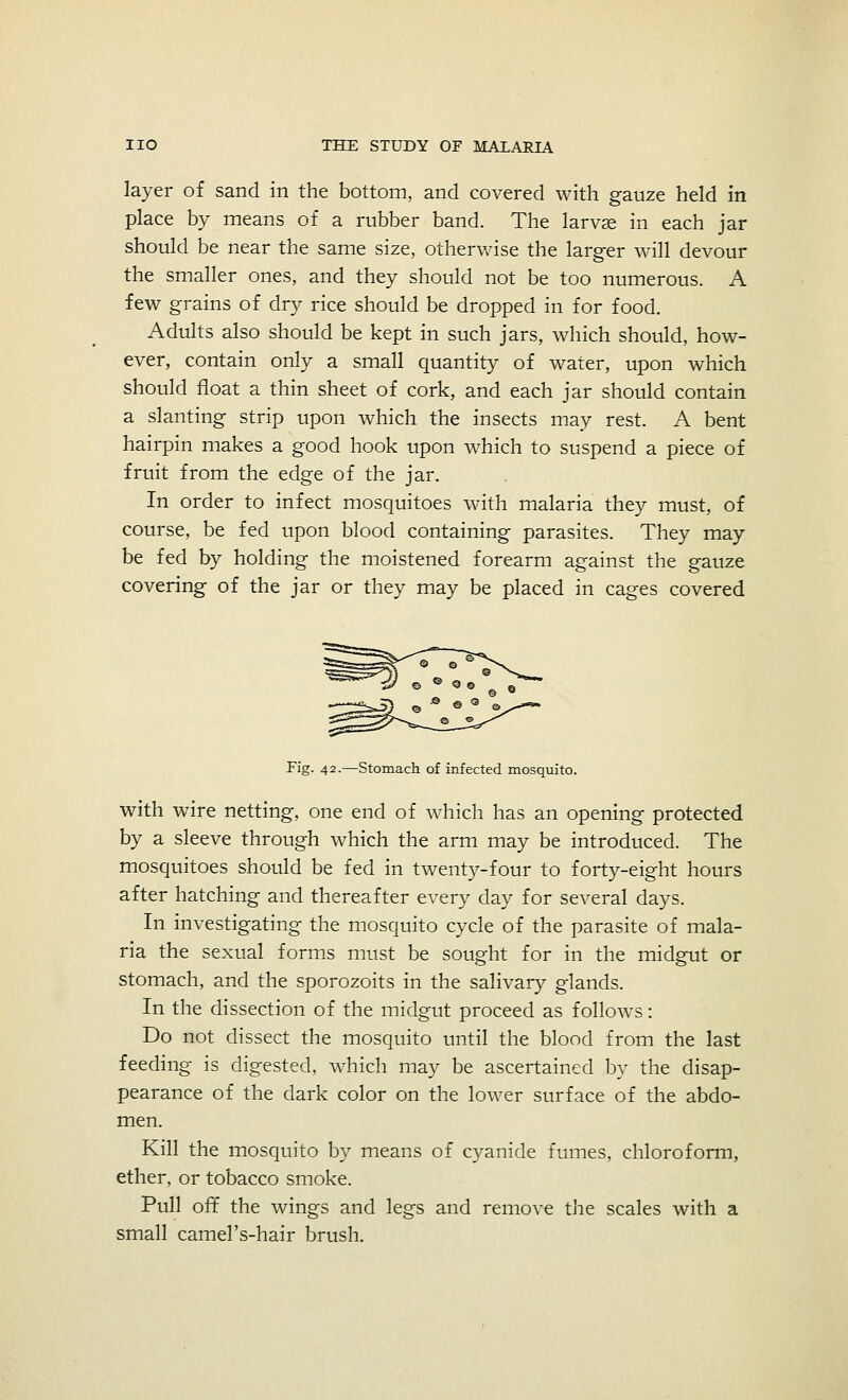 layer of sand in the bottom, and covered with gauze held in place by means of a rubber band. The larvse in each jar should be near the same size, otherwise the larger will devour the smaller ones, and they should not be too numerous. A few grains of dry rice should be dropped in for food. Adults also should be kept in such jars, which should, how- ever, contain only a small quantity of water, upon which should float a thin sheet of cork, and each jar should contain a slanting strip upon which the insects may rest. A bent hairpin makes a good hook upon which to suspend a piece of fruit from the edge of the jar. In order to infect mosquitoes with malaria they must, of course, be fed upon blood containing parasites. They may be fed by holding the moistened forearm against the gauze covering of the jar or they may be placed in cages covered Fig. 42.—Stomach of infected mosquito. with wire netting, one end of which has an opening protected by a sleeve through which the arm may be introduced. The mosquitoes should be fed in twenty-four to forty-eight hours after hatching and thereafter every day for several days. In investigating the mosquito cycle of the parasite of mala- ria the sexual forms must be sought for in the midgut or stomach, and the sporozoits in the salivary glands. In the dissection of the midgut proceed as follows: Do not dissect the mosquito until the blood from the last feeding is digested, which may be ascertained by the disap- pearance of the dark color on the lower surface of the abdo- men. Kill the mosquito by means of cyanide fumes, chloroform, ether, or tobacco smoke. Pull off the wings and legs and remove the scales with a small camel's-hair brush.