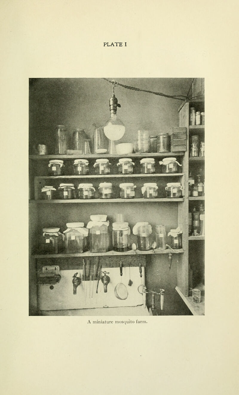T* r. py ^t W 1*« ^r*^» ^*P ^ A miniature mosquito farm.