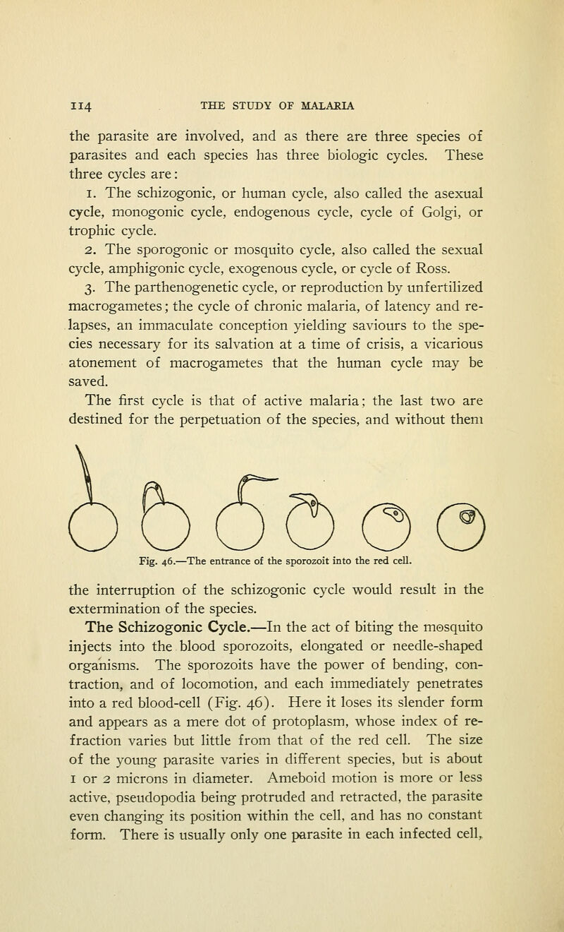 the parasite are involved, and as there are three species of parasites and each species has three biologic cycles. These three cycles are: 1. The schizogonic, or human cycle, also called the asexual cycle, monogonic cycle, endogenous cycle, cycle of Golgi, or trophic cycle. 2. The sporogonic or mosquito cycle, also called the sexual cycle, amphigonic cycle, exogenous cycle, or cycle of Ross. 3. The parthenogenetic cycle, or reproduction by unfertilized macrogametes; the cycle of chronic malaria, of latency and re- lapses, an immaculate conception yielding saviours to the spe- cies necessary for its salvation at a time of crisis, a vicarious atonement of macrogametes that the human cycle may be saved. The first cycle is that of active malaria; the last two are destined for the perpetuation of the species, and without them Fig. 46.—The entrance of the sporozoit into the red cell. the interruption of the schizogonic cycle would result in the extermination of the species. The Schizogonic Cycle.—In the act of biting the mosquito injects into the blood sporozoits, elongated or needle-shaped organisms. The sporozoits have the power of bending, con- traction, and of locomotion, and each immediately penetrates into a red blood-cell (Fig. 46). Here it loses its slender form and appears as a mere dot of protoplasm, whose index of re- fraction varies but little from that of the red cell. The size of the young parasite varies in different species, but is about 1 or 2 microns in diameter. Ameboid motion is more or less active, pseudopodia being protruded and retracted, the parasite even changing its position within the cell, and has no constant form. There is usually only one parasite in each infected cell,