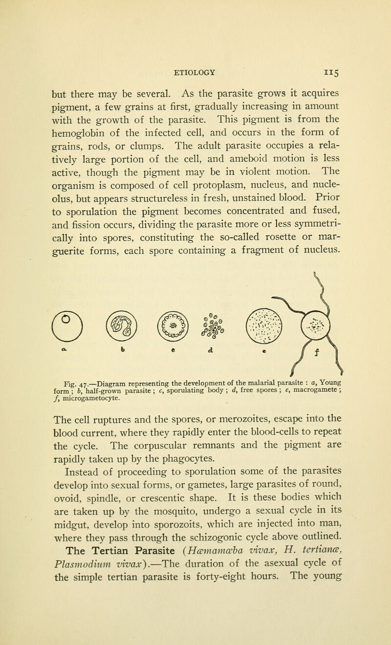 but there may be several. As the parasite grows it acquires pigment, a few grains at first, gradually increasing in amount with the growth of the parasite. This pigment is from the hemoglobin of the infected cell, and occurs in the form of grains, rods, or clumps. The adult parasite occupies a rela- tively large portion of the cell, and ameboid motion is less active, though the pigment may be in violent motion. The organism is composed of cell protoplasm, nucleus, and nucle- olus, but appears structureless in fresh, unstained blood. Prior to sporulation the pigment becomes concentrated and fused, and fission occurs, dividing the parasite more or less symmetri- cally into spores, constituting the so-called rosette or mar- guerite forms, each spore containing a fragment of nucleus. © Jo Fig. 47.—Diagram representing the development of the malarial parasite : a, Young form ; b, half-grown parasite ; c, sporulating body ; d, free spores ; e, macrogamete ; /, microgametocyte. The cell ruptures and the spores, or merozoites, escape into the blood current, where they rapidly enter the blood-cells to repeat the cycle. The corpuscular remnants and the pigment are rapidly taken up by the phagocytes. Instead of proceeding to sporulation some of the parasites develop into sexual forms, or gametes, large parasites of round, ovoid, spindle, or crescentic shape. It is these bodies which are taken up by the mosquito, undergo a sexual cycle in its midgut, develop into sporozoits, which are injected into man, where they pass through the schizogonic cycle above outlined. The Tertian Parasite (Hamamceba vivax, H. tertiana, Plasmodium vivax).—The duration of the asexual cycle of the simple tertian parasite is forty-eight hours. The young