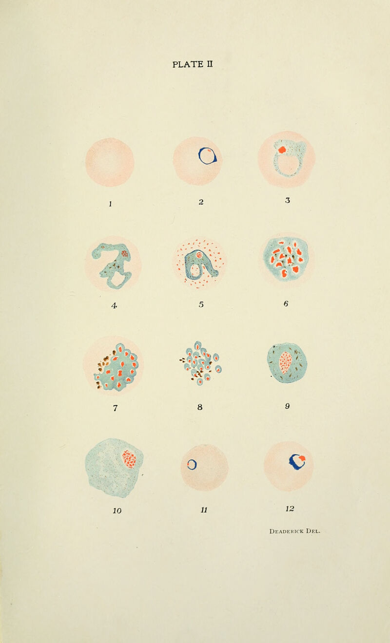 O :.«i '?£& .•* ' ■ • /*> 0 C 10 11 12 Deaderick Del.