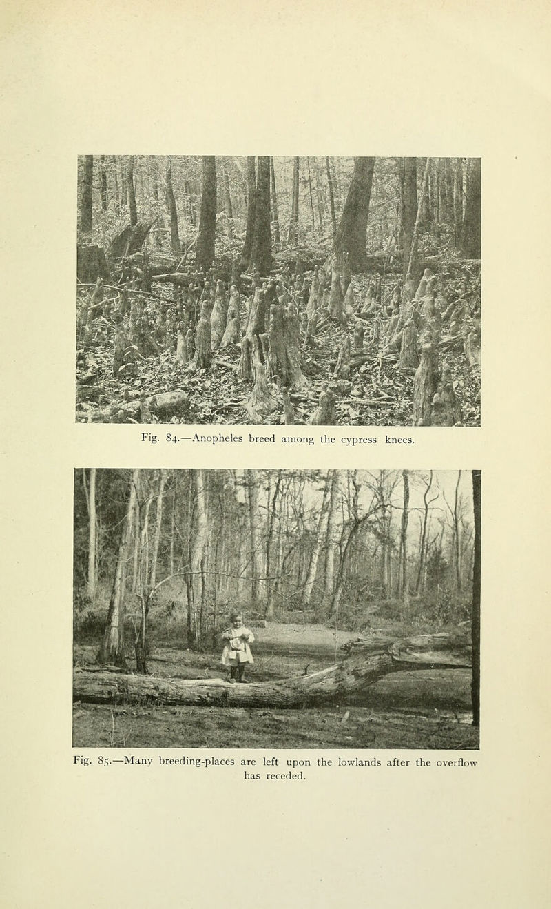 Fig. 84.—Anopheles breed among the cypress knees. Fig- 85-—Many breeding-places are left upon the lowlands after the overflow has receded.