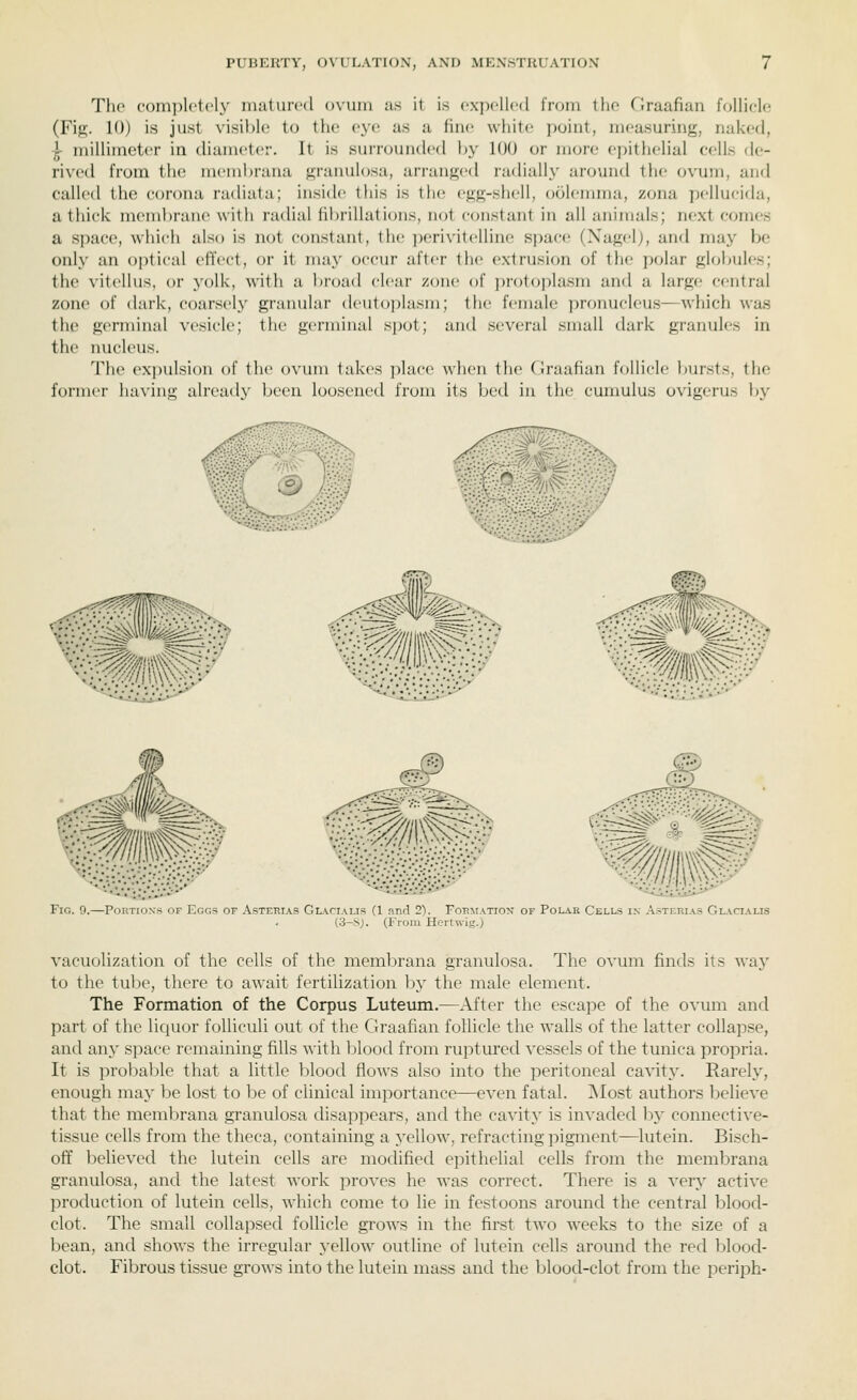 The ('()in])lctily luuturccl ovum as it is (•xi)cll('(l from the Graafian follicle (Fif;-. 10) is just visiljle to the eye as a fine white point, measuring, naked, ^ millimeter in diameter. It is surrounded ]>y 100 or more epithelial cells de- rived from the meml)rana granulosa, arrangetl radially around the ovum, and called the corona railiata; inside this is the egg-shell, oolemma, zona pellucida, a thick membrane with radial fibrillations, not constant in all animals; next comes a space, which also is not constant, the ])erivitelline space (Xagel), and may be only an optical efl'ect, or it may occur after the extrusion of the polar globules; the vitellus, or yolk, with a brcnid clear zone of protoplasm and a large central zone of dark, coarsely giaiiuhir dcutoplasm; the female pronucleus—which was the germinal vesicle; the germinal spot; and several small dark granules in the nucleus. Tho expulsion of the ovum takes ])lace when the Ciraafian follicle bursts, the former having already been loosened from its bed in the cumulus ovigerus by P^i^-i^--^/ .•••>v W)^ 'WK^ m^'f'^^yi Fig. 0.—Portions of Eggs of Asterias Gl^cialis (1 and 2). Formation- of Polar Cells in Asterias Glacialis (3-S;. (From Hertwig.) vacuolization of the cells of the membrana granulosa. The ovum finds its way to the tu])e, there to await fertilization by the male element. The Formation of the Corpus Luteum.—After the escape of the ovum and part of the licjuor folliculi out of the Graafian follicle the walls of the latter collapse, and any space remaining fills with Ijlood from ru]:)tured vessels of the tunica propria. It is probable that a little blood flows also into the peritoneal cavity. Rarely, enough may be lost to be of clinical importance—even fatal. ]\Iost authors believe that the membrana granulosa disappears, and the cavity is invaded bj' connective- tissue cells from the thcca, containing a yellow, refracting pigment—lutein. Bisch- ofT believed the lutein cells are modified epithelial cells from the membrana granulosa, and the latest work proves he was correct. There is a very active production of lutein cells, which come to lie in festoons around the central blood- clot. The small collapsed follicle grows in the first two weeks to the size of a bean, and shows the irregular yellow outline of lutein cells around the red blood- clot. Fibrous tissue grows into the lutein mass and the blood-clot from the periph-