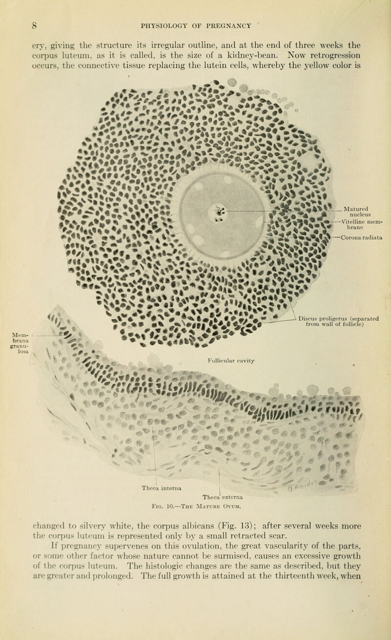 ery, giving the structure its irregular outline, and at the end of three weeks the corpus luteum, as it is called, is the size of a kidney-bean. Now retrogression occurs, the connective tissue replacing the lutein cells, whereby the yellow color is Mf-m- braria granu- losa -Vitelline mem- brane Corona radiata .-•oligerus (separated wall of follicle) Thcca interna Thcca' externa Fig. 10.—The Mature Ovum. changed to silvery white, the corpus albicans (Fig. 13); after several weeks more the corpus luteum is represented only by a small retracted scar. If pregnancy supervenes on this ovulation, the great vascularity of the parts, or some other factor whose nature cannot be surmised, causes an excessive growth of the corpus luteum. The histologic changes are the same as described, but they are greater and prolonged. The full growth is attained at the thirteenth week, when