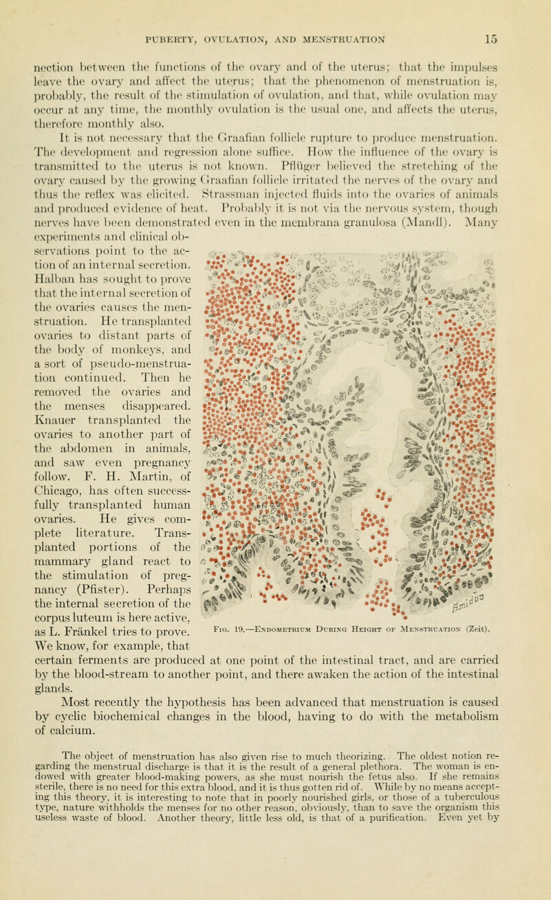 ncctiuu hc'twi'cu tlu' I'uncliun.s of the ovary and (jf tiie uterus; lliat tiie impulses leave the ovary and affect the uterus; that the phenomenon of menstruation is, probably, the result of the stimulation of ovulation, and that, while ovulation may occur at any time, the monthly ovulation is the usual one, and affects tlu? uterus, therefore monthly also. It is not nec(>ssary that the Clraafian follicle ru])ture to i)roduee menstruation. The devx'lopment and regression alone suffice. How the influence of the ovary is transmitted to the uterus is not known. Pflufi;er believed the .stretching of the ovary caused by the growing (iraafian fcjlliele irritated the nerves of the ovary and thus the reflex was elicited. Strassman injected fluids into the ovaries of animals and produced evidence of heat. Prol)ably it is not via the nervous system, though nerves have been demonstrated even in the membrana granulosa (Mandl). Many e.xperiments and clinical ob- servations point to the ac- tion of an internal secretion. Hall)an has sought to ])rove that the internal secretion of the ovaries causes the men- struation. He transplanted ovaries to distant parts of the body of monkeys, and a sort of pseudo-menstrua- tion continued. Then he removed the ovaries and the menses disappeared. Knauer transplanted the ovaries to another part of the abdomen in animals, and saw even pregnancy follow. F. H. Martin, of Chicago, has often success- fully transplanted human ovaries. He gives com- plete literature. Trans- planted portions of the mammary gland react to the stimulation of preg- nancy (Pfister). Perhaps the internal secretion of the corpus luteum is here active, Qg T TTranlrpl trlcS tO DrOVe ^'°* ^^'—Endometrium During Height of Menstruation (Zeit). We know, for example, that certain ferments are produced at one point of the intestinal tract, and are carried by the blood-stream to another point, and there awaken the action of the intestinal glands. Most recently the hypothesis has been advanced that menstruation is caused by cyclic biochemical changes in the blood, having to do with the metaboHsm of calcium. The object of menstruation has also given rise to much theorizing. The oldest notion re- garding the menstrual discharge is that it is the result of a general plethora. The woman is en- dowed with greater blood-making powers, as she must nourish the fetus also. If she remains sterile, there is no need for this extra blood, and it is thus gotten rid of. While by no means accept- ing this theory, it is interesting to note that in poorly nourished girls, or those of a tuberculous type, nature withholds the menses for no other reason, obviously, than to save the organism tliis useless waste of blood. Another theory, little less old, is that of a purification. Even yet by