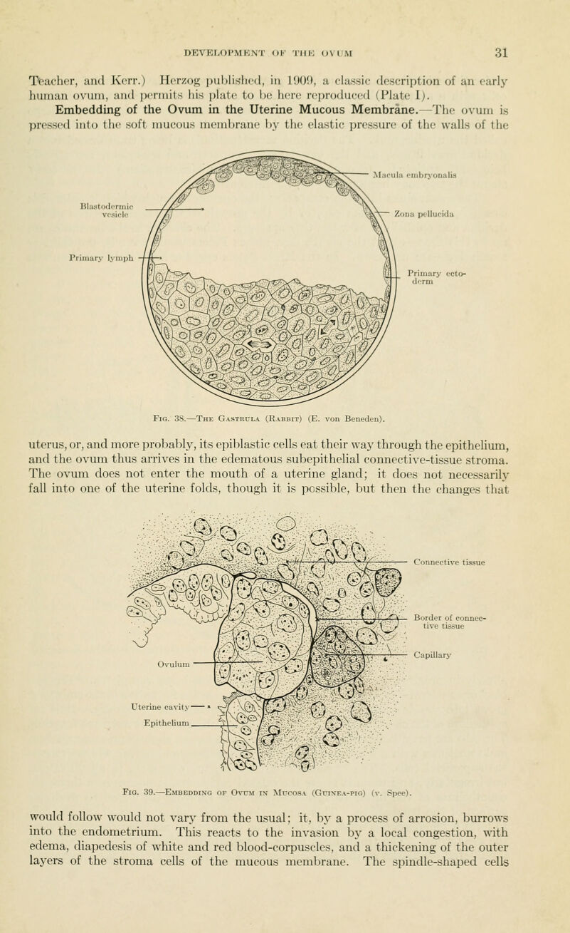 Teacher, and Kerr.) Horzog puljlishcd, in 1900, a classic description of an early human ovum, and pcnnits liis i)lat(' to l)0 here reproduced (Plate I). Embedding of the Ovum in the Uterine Mucous Membrane.—The ovum is pressed into the soft mucous membrane by the elastic pressure of the walls of the Blastoderniir vesiclo Primary Ijiupli Mafula embrj'onalis Zona pc'llucida Primary ecto- derm Fig. 3S.—The Gastruly (Rabbit) (E. von Benedcn). uterus, or, and more probably, its epiblastic cells eat their way through the epithelium, and the ovum thus arrives in the edematous subepithelial connective-tissue stroma. The ovum does not enter the mouth of a uterine gland; it does not necessarily fall into one of the uterine folds, though it is possible, but then the changes that Connective tissue -^pK— Border of connec- Capillarj- Fio. 39.—Embedding of Ovum is Mucosa (Guixea-pig) (v. Spee). would follow would not vary from the usual; it. by a process of arrosion, burrows into the endometrium. This reacts to the invasion bj- a local congestion, vrith. edema, diapedesis of white and red blood-corpuscles, and a thickening of the outer layers of the stroma cells of the mucous membrane. The spindle-shaped cells