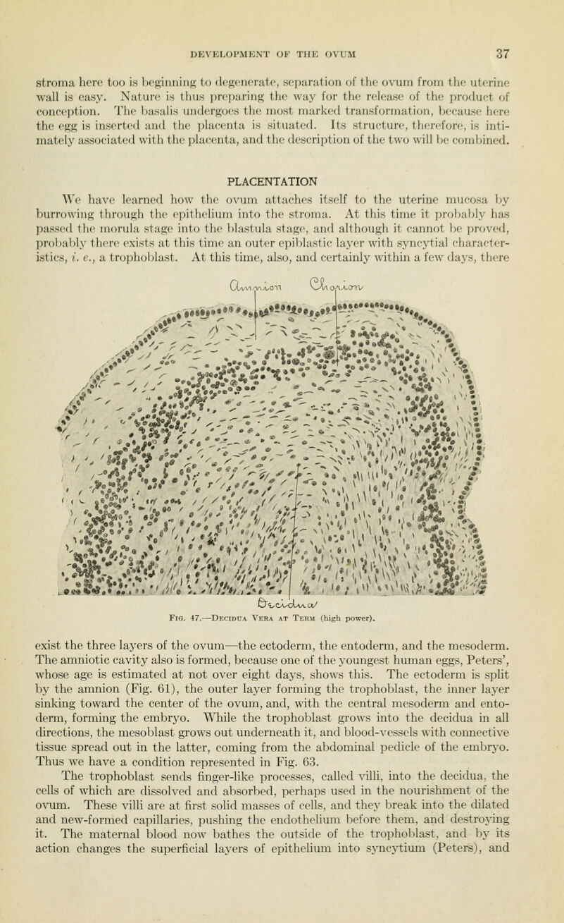 stroma here too is beginning to degenerate, separation of the ovum from the uterine wall is easy. Nature is thus prcjiaring the way for the r(!lea.se of the product of conception. The hasalis uiulcrf^ocs the most marked transformation, because here the e^K is inserted and the ])lacenta is situated. Its stru{;ture, therefore, is inti- mately associated with the ])lacenta, and the description of the two will be combined. PLACENTATION We have learned how the ovum attaches itself to the uterine mucosa by ])urr()wing through the epithelium into the stroma. At this time it probably has passed the morula stage into the blastula stage, and although it cannot he proved, probably there exists at this time an outer epiblastic layer with syncytial character- istics, i. e., a troplioblast. At this time, also, and certainly within a few days, there IXwi ac v.Mt..«»»>#*.i*»5**^*»^vH-•***••••••• Fig. 47.—Decidua Vera at Term (high power). exist the three layers of the ovum—the ectoderm, the entoderm, and the mesoderm. The amniotic cavity also is formed, because one of the j'oungest human eggs, Peters', whose age is estimated at not over eight days, shows this. The ectoderm is spUt by the amnion (Fig. 61), the outer layer forming the trophoblast, the inner layer sinking toward the center of the ovum, and, with the central mesoderm and ento- denn, forming the embryo. While the trophol)last grows into the decidua in all directions, the mesoblast grows out underneath it, and blood-vessels with connective tissue spread out in the latter, coming from the abdominal pedicle of the embryo. Thus we have a condition represented in Fig. 63. The trophol^last sends finger-like processes, called villi, into the decidua, the cells of which are dissolved and absorbed, perhaps used in the nourishment of the ovum. These villi are at first solid masses of cells, and they break into the dilated and new-formed capillaries, pushing the endothelium before them, and destroying it. The maternal blood now ]:)athes the outside of the trophoblast, and by its action changes the superficial layers of epithelium into syncytium (Peters), and