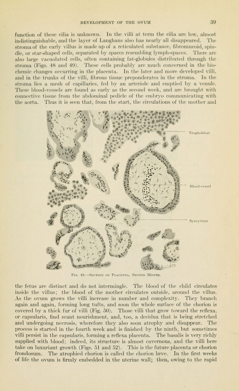 function of these cilia is unknown. In the \illi at term the cilia are low, almost indistinsuishtible, and the layer of Lauj^liun.s also lias nearly all disappeared. The slronuiot' the early villus is made u]) ol' a reticulated substance, fibronmcoid, spin- dle, or star-shaped cells, separated by spaces resembling- l^'inph-spuces. J'here are also large vacuolatetl cells, often containing fat-globules distributed through the stroma (Figs. 48 and 49). These cells probably are much concerned in the bio- cluMnic ('hang(>s occuri'ing in the placenta. In the later and mon; developed villi, and in the trunks of the villi, hl)rous tissue pi-eponderates in the; stroma. In the stroma li(^s a niesh of (•ai)illaries, fed by an arteriole and em])tied by a venule. These blootl-vessels are found as early as the second week, and are brought with connective tissue from the abdominal pedicle of the embryo communicating with the aorta. Thus it is seen that, from the start, the eir-culations of the mother and I .^*^ •••'. <*„V.% *:*,V«e»jtj?' .. K •• iV aaS,'. <»e ® ® ^« Trophoblast • *>.. ^ ° €■ fe -® ' ^ ,. / t . •' . r« PA •. «>«. * / » * 6 V'' •. . /! -nfViU '«.'* A*^* \ i* ' '•^.r-,..^-..^.-. ;-i- ^ Blood-vessel A. •A- ,/♦ ^.. *. v., •/','•' ./^' ?^ >•' \ X ;-^ ^v-^ .;>' Syncytium r Fig. 49.—Section of Pl.\cexta, Second Month. the fetus are distinct and do not intermingle. The blood of the child circulates inside the villus; the blood of the mother circulates outside, around the villus. As the ovum grows the villi increase in number and complexity. They branch again and again, forming long tufts, and soon the whole surface of the chorion is covered by a thick fur of villi (Fig. 50). Those villi that grow toward the reflexa, or capsularis, find scant nourishment, and, too, a decidua that is being stretched and undergoing necrosis, wherefore they also soon atrophy and disappear. The process is started in the fourth week and is finished by the ninth, but sometimes villi persist in the capsularis, forming a reflexa placenta. The basalis is very richly supplied ^\^th blood; indeed, its structure is almost cavernous, and the villi here take on luxuriant gro^^i:h (Figs. 51 and 52). This is the future placenta or chorion frondosum. The atrophied chorion is called the chorion Iseve. In the first weeks of life the ovum is firmly embedded in the uterine wall; then, oAA-ing to the rapid