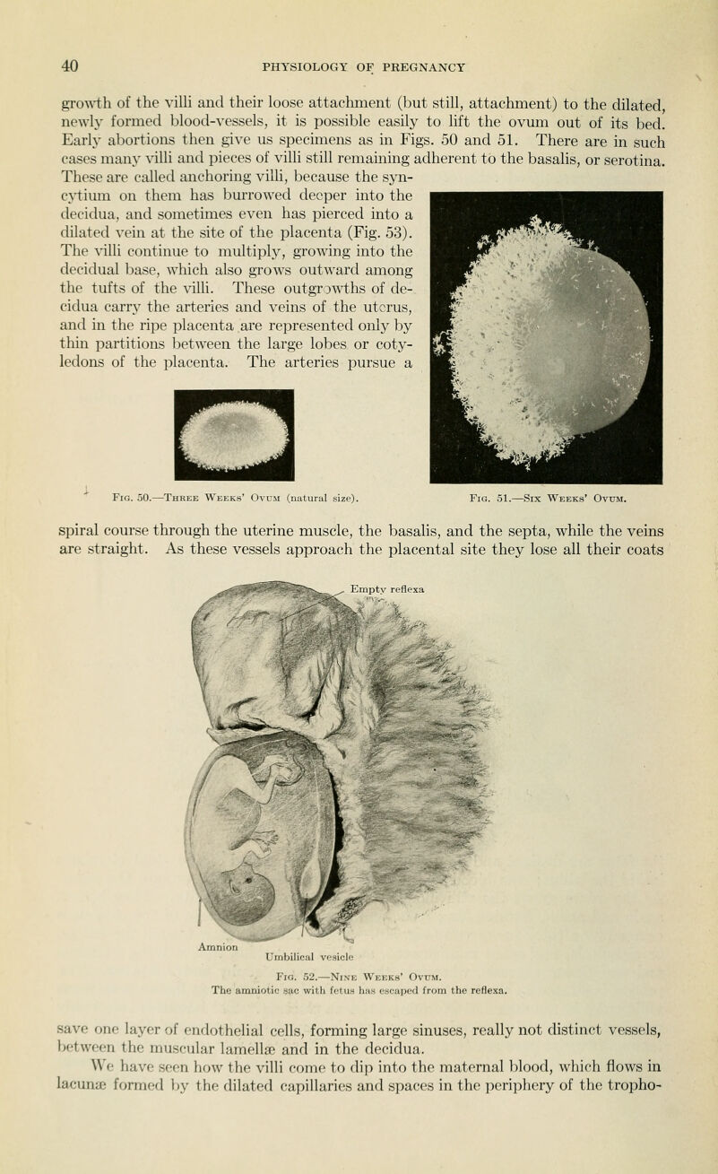 growth of the vilh and their loose attachment (but still, attachment) to the dilated newly formed blood-vessels, it is possible easily to lift the ovum out of its bed. Early abortions then give us specimens as in Figs. 50 and 51. There are in such cases many villi and pieces of villi still remaining adherent to the basalis, or serotina. These are called anchoring villi, because the syn- c}i;ium on them has burrowed deeper into the decidua, and sometimes even has pierced into a dilated vein at the site of the placenta (Fig. 53). The villi continue to multiply, growing into the decidual base, which also grows outward among the tufts of the villi. These outgrowths of de- cidua carrv the arteries and veins of the uterus, and in the ripe placenta are represented only by thin partitions between the large lobes or coty- ledons of the placenta. The arteries pursue a Fig. 50.—Three Weeks' Ovum (natural size). Fig. 51.—Six Weeks' Ovum. spiral course through the uterine muscle, the basalis, and the septa, while the veins are straight. As these vessels approach the placental site they lose all their coats I iiibilical vesicle Fig. 52.—Nine Weeks' Ovum. The amniotic .lac with fetus has escaped from the reflexa. save one layer of endothelial cells, forming large sinuses, really not distinct vessels, between the muscular lamella; and in the decidua. We have seen how the villi come to dip into the maternal blood, which flows in lacuna? formed by the dilated capillaries and spaces in the periphery of the tropho-