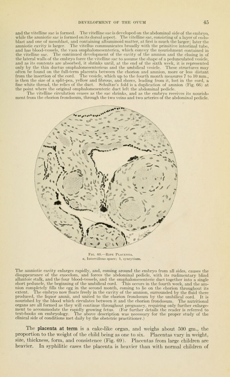 ami the vitelline sue is formed. The vilelline sue is developed on the abdominal side of the embryo, while the aiimiotie sac is formed on itsdoi-sal asi)ect. The vitelline sa(;, consisting of a layer of endo- blast and ont; of mesoblast, and containiiifi albuminoid matter, at first is much tlie larger; later the amnioti(! cavity is larger. The vitelhis conmumicates broadly with the primitive intestinal tube, and has blo()d-ve.s.sels, the vasa omplialomesenterica, whi(;h convey the nourishment contained in the vitelline .sac;. The continued development of the cavity of the aimiion and the closing in of the lateral walls of the embryo force the xiteHine sac to assume the shape; of a jx-dunculated vesicle, and as its contenis are absorbed, it shrinks until, at the end of the sixth week, it is repre.sented only by the thin ductus om[)halomesen1ericus and the umbilical \-esicle. The.se structures may often be found on the full-term placenta between the chorion and anuiion, more or less distant from the insertion of the cord. The vesicle, which uj) to the fourth month measures 7 to 10 mm., is then the size of a split-pea, yellow and fibrous, and shows, leading from it, lost in the cord, a fine white thread, the relics of the duct. Schultze's fold is a duplication of amnion (Fig. 06; at the point where the original omphalomesenteric duct left the abdominal pedicle. The vitelline circulation cea.ses as the .sac shrinks, and as the embryo receive.s its nourish- ment from the chorion frondosum, through the two veins and two arteries of the abdominal pedicle. * \ />^^ V^'-r^ •■*■ ^^ O Fig. go.—Ripe Placenta. a, Intervillous space; 6, syncytium. *aV- The amniotic cavity enlarges rapidly, and, coming around the embryo from all sides, causes the disappearance of the exocelom, and forces the abdominal pedicle, with its rudimentary bUnd allantoic stalk, and the four blood-vessels, and the omphalomesenteric duct together into a single short peduncle, the beginning of the umbilical cord. This occurs in the fourth week, and the am- nion completely fills the egg in the second month, coming to lie on the chorion tliroughout its extent. The embryo now floats freely in the cavity of the amnion, surrounded by the fluid there produced, the liquor amnii, and united to the chorion frondosum b\- the umbilical cord. It is nourished by the blood which circulates between it and the chorion fi'ondosum. The nutritional organs arc all formed as they will continue throughout pregnancy, requiring only further enlarge- ment to accommodate the rapirlly growing fetus. (For further details the reader is referred to text-books on embryology. Th(> al)ovc description was necessary for the proper studj^ of the clinical side of conditions met daily hy the obstetric practitioner.) The placenta at term is a cake-like organ, and weighs about 500 gm., the proportion to the weight of the child being as one to six. Placentas vary in weight, size, thickness, form, and consistence (Fig. 69). Placentas from large children are heavier. In s^-philitic cases the placenta is hea^'ier than with normal children of