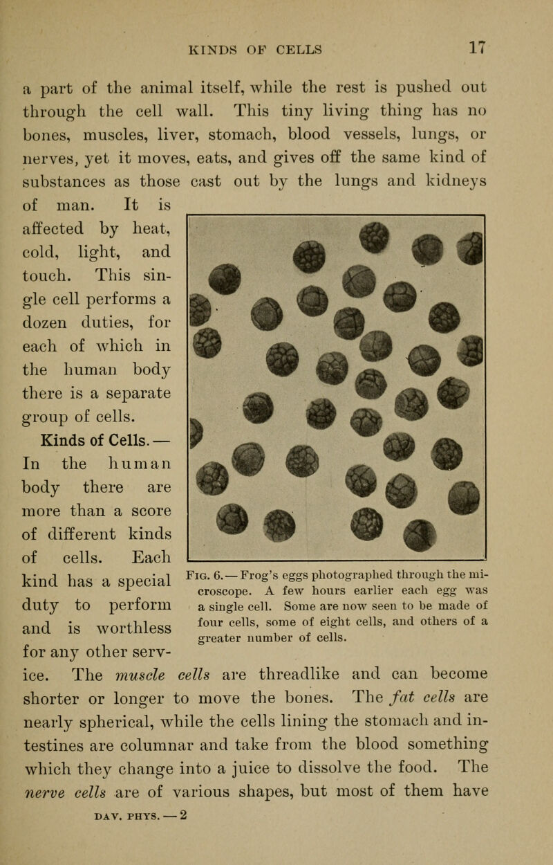 KINDS OF CELLS IT a part of the animal itself, while the rest is pushed out through the cell wall. This tiny living thing has no bones, muscles, liver, stomach, blood vessels, lungs, or nerves, yet it moves, eats, and gives off the same kind of substances as those cast out by the lungs and kidneys of man. It is affected by heat, cold, light, and touch. This sin- gle cell performs a dozen duties, for each of which in the human body there is a separate group of cells. Kinds of Cells. — In the h u m a n body there are more than a score of different kinds of cells. Each kind has a special duty to perform and is worthless for any other serv- ice. The muscle cells are threadlike and can become shorter or longer to move the bones. The fat cells are nearly spherical, while the cells lining the stomach and in- testines are columnar and take from the blood something which they change into a juice to dissolve the food. The nerve cells are of various shapes, but most of them have DAV. PHYS. 2 • * •< ft • •• • • • • •2^^ 1 ^ 1 « >• •• Fig. 6. — Frog's eggs photographed through the mi- croscope. A few hours earlier each egg was a single cell. Some are now seen to be made of four cells, some of eight cells, and others of a greater number of cells.