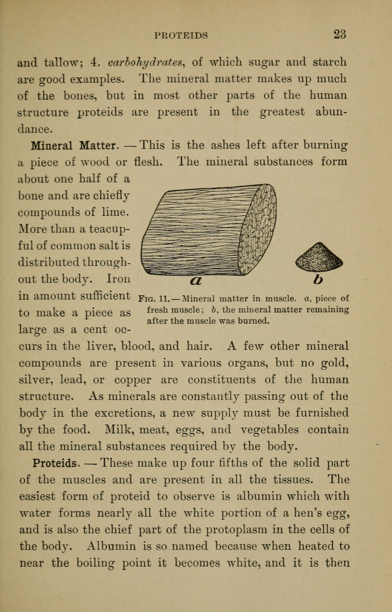 and tallow; 4. earhohydrates^ of which sugar and starch are good examples. The mineral matter makes up much of the bones, but in most other parts of the human structure proteids are present in the greatest abun- dance. Mineral Matter. — This is the ashes left after burning a piece of wood or flesh. The mineral substances form about one half of a bone and are chiefly compounds of lime. More than a teacup- ful of common salt is distributed through- out the body. Iron in amount sufficient Yig. ll. —Mineral matter in muscle, a, piece of to mike a Diece as fresh muscle; 6, the mineral matter remaining after the muscle was burned. large as a cent oc- curs in the liver, blood, and hair. A few other mineral compounds are present in various organs, but no gold, silver, lead, or copper are constituents of the human structure. As minerals are constantly passing out of the body in the excretions, a new supply must be furnished by the food. Milk, meat, eggs, and vegetables contain all the mineral substances required by the body. Proteids. —These make up four fifths of the solid part of the muscles and are present in all the tissues. The easiest form of proteid to observe is albumin which with water forms nearly all the white portion of a hen's Qggi and is also the chief part of the protoplasm in the cells of the body. Albumin is so named because when heated to near the boiling point it becomes white, and it is then