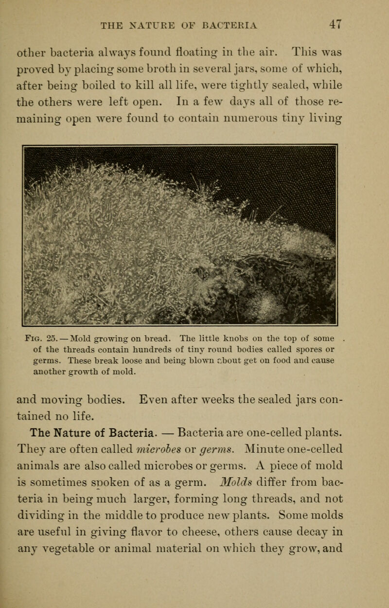 other bacteria always found floating in the air. This was proved by phicing some broth in several jars, some of which, after being boiled to kill all life, were tightly sealed, while the others were left open. In a few days all of those re- maining open were found to contain numerous tiny living ■^■Qk^K|2^^ , ■-t/%;9^?9S^ ^» 1 1 ■ ^^^^^^^^^^H^ Pi 1 ■1 H B^^^^^^^^^^F^ . *jj ^1^ ni ^Ktsw-'j^ ^•^H ■ a* 4^ ^^ ft ..•'/^^ ■< ^^^H|^;' .'%< '»' m ^H 1 B '^'^ kIi^BB ^B^Hf< ^^'J^^m ^^^E ^Si^ ^1 ip' ^bH ■ 1 ^^NE^. ■<fVi--.^': EM s Fig. 25. — Mold growing on bread. The little knobs on the top of some . of the threads contain hundreds of tiny round bodies called spores or germs. These break loose and being blown cbout get on food and cause another growth of mold. and moving bodies. Even after weeks the sealed jars con- tained no life. The Nature of Bacteria. — Bacteria are one-celled plants. They are often called microbes or germs. Minute one-celled animals are also called microbes or germs. A piece of mold is sometimes spoken of as a germ. Molds differ from bac- teria in being much larger, forming long threads, and not dividing in the middle to produce new plants. Some molds are useful in giving flavor to cheese, others cause decay in any vegetable or animal material on which tbey grow, and