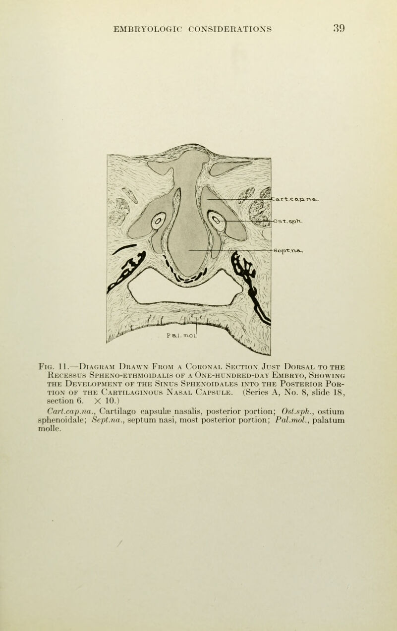 Fig. 11.—Diagram Drawn From a Coronal Section Just Dorsal to the Recessus Spheno-ethmoidalis of a One-hundred-day Embryo, Showing the Development of the Sinus Sphenoidales into the Posterior Por- tion of the Cartilaginous Nasal Capsule. (Series A, No. 8, slide 18, section 6. X 10.) Cart.cap.na., Cartilago capsular nasalis, posterior portion; Ost.sph., ostium sphenoidale; Sept.na., septum nasi, most posterior portion; Pal.mol., palatum molle.