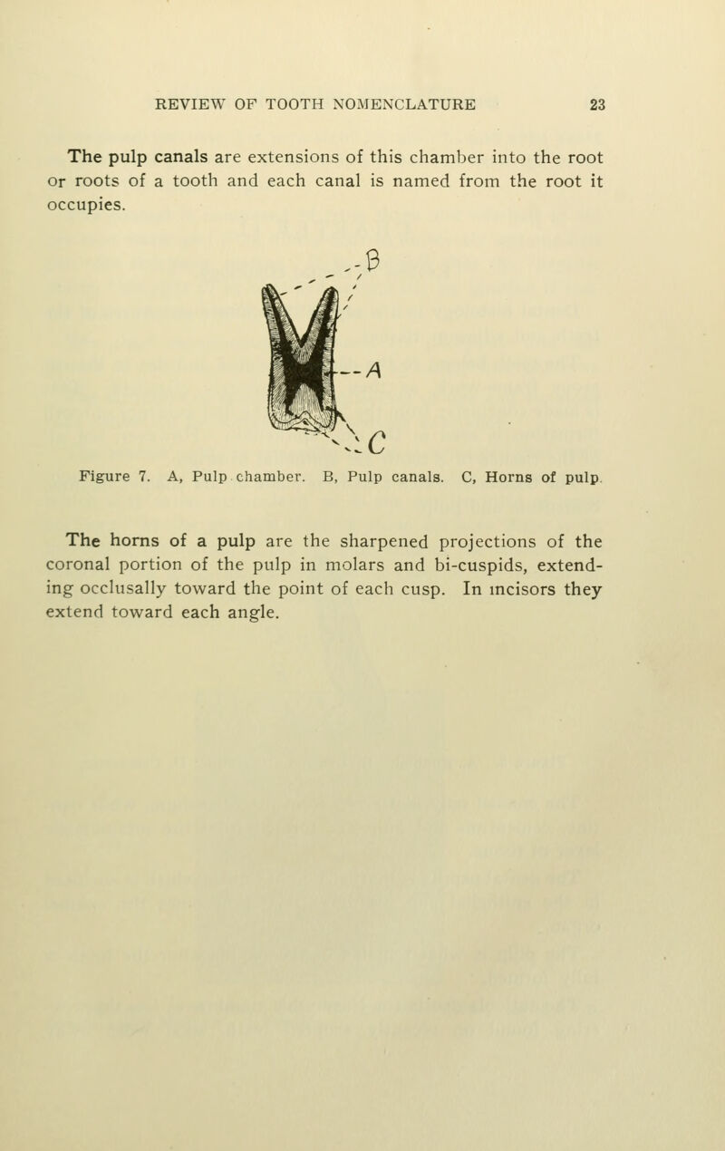 The pulp canals are extensions of this chamber into the root Or roots of a tooth and each canal is named from the root it occupies. Figure 7. A, Pulp chamber. B, Pulp canals. C, Horns of pulp. The horns of a pulp are the sharpened projections of the coronal portion of the pulp in molars and bi-cuspids, extend- ing occlusaliy toward the point of each cusp. In mcisors they extend toward each angle.