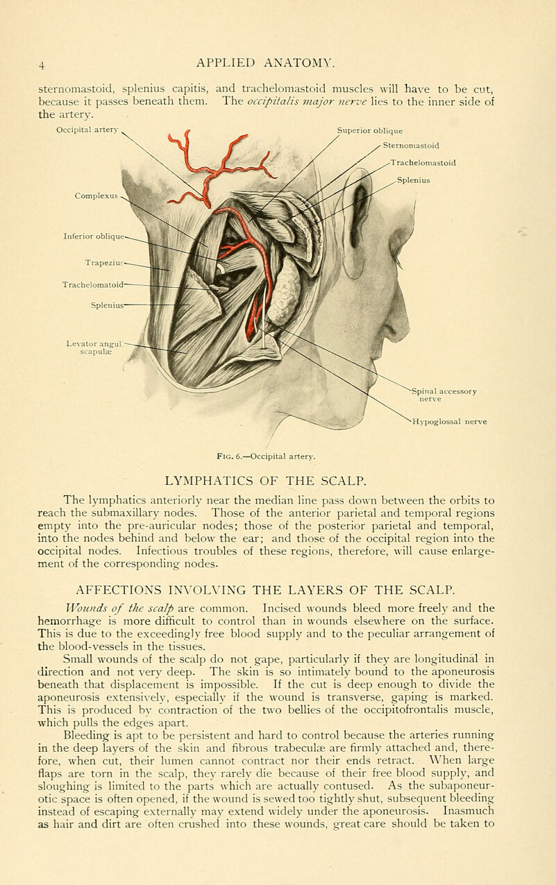 sternomastoid, splenius capitis, and trachelomastoid muscles will have to be cut, because it passes beneath them. The occipitalis major nerve lies to the inner side of the artery. Occipital arterj' ^ ^ g _ Superior oblique ' Sternomastoid Trachelomastoid Fig. 6.—Occipital arte LYMPHATICS OF THE SCALP. The lymphatics anteriorly near the median line pass down between the orbits to reach the submaxillar)' nodes. Those of the anterior parietal and temporal regions empty into the pre-auricular nodes; those of the posterior parietal and temporal, into the nodes behind and below the ear; and those of the occipital region into the occipital nodes. Infectious troubles of these regions, therefore, will cause enlarge- ment of the corresponding nodes. AFFECTIONS IN\'OLMNG THE LAYERS OF THE SCALP. Wounds of the scalp are common. Incised wounds bleed more freely and the hemorrhage is more difficult to control than in wounds elsewhere on the surface. This is due to the exceedingly free blood supply and to the peculiar arrangement of the blood-vessels in the tissues. Small wounds of the scalp do not gape, particularly if they are longitudinal in direction and not very deep. The skin is so intimately bound to the aponeurosis beneath that displacement is impossible. If the cut is deep enough to divide the aponeurosis extensivelv, especiallv if the wound is transverse, gaping is marked. This is produced bv contraction of the two bellies of the occipitofrontalis muscle, which pulls the edges apart. Bleeding is apt to be persistent and hard to control because the arteries running in the deep layers of the skin and fibrous trabeculae are firmly attached and, there- fore, when cut, their lumen cannot contract nor their ends retract. When large flaps are torn in the scalp, they rarely die because of their free blood supply, and sloughing is limited to the parts which are actually contused. As the subaponeur- otic space is often opened, if the wound is sewed too tightly shut, subsequent bleeding instead of escaping externally may extend widely under the aponeurosis. Inasmuch as hair and dirt are often crushed into these wounds, great care should be taken to