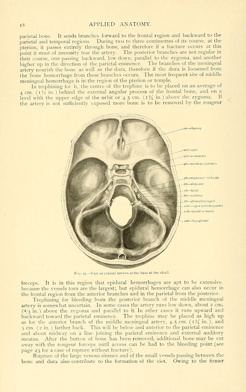 parietal bone. It sends branches forward to the frontal region and backward to the parietal and temporal regions. During two to three centimetres of its course, at the pterion, it passes entirely through bone, and therefore if a fracture occurs at this point it must of necessity tear the artery. The posterior branches are not regular in their course, one passing backward, low down, parallel to the zygoma, and another higher up in the direction of the parietal eminence. The branches of the meningeal artery nourish the bone as well as the dura, therefore if the dura is loosened from the bone hemorrhage from these branches occurs. The most frequent site of middle meningeal hemorrhage is in the region of the pterion or temple. In trephining for it, the centre of the trephine is to be placed on an average of 4 cm. {1^4 in.) behind the external angular process of the frontal bone, and on a level with the upper edge of the orbit or 4.5 cm. (i S/j; in.) above the zygoma. If the artery is not sufficiently exposed more bone is to be removed by the rongeur jrd—oculomotoi 4th—trochlear (patlie gth—trigeminal (trifada!) 6th—abducent 7th—facial 8lh—auditory 9th—glossopharynge.il lotii—vagus (pneumogastrlc) nth—spinal a 12th—hypoglossal at the base of the skull. forceps. It is in this region that epidural hemorrhages are apt to be extensive, because the vessels torn are the largest; but epidural hemorrhage can also occur in the frontal region from the anterior branches and in the parietal from the posterior. Trephining for bleeding from the posterior branch of the middle meningeal artery is somewhat uncertain. In some cases the artery runs low down, about 2 cm. (4'5 in.) above the zvgoma and parallel to it. In other cases it runs upward and backward toward the parietal eminence. The trephine may be placed as high up as for the anterior branch of the middle meningeal artery, 4.5 cm. (i^-i in.), and 5 cm. (2 in.) farther back. This will be belou- and anterior to the parietal eminence and about midway on a line joining the parietal eminence and external auditory meatus. After the button of iDone has been removed, additional bone may be cut away with the rongeur forceps until access can be had to the bleeding point (see page 23 for a case of rupture without fracture). Rupture of the large venous sinuses and of the small vessels passing bet\veen the bone and dura also contribute to the formation of the clot. Owing to the firrrier