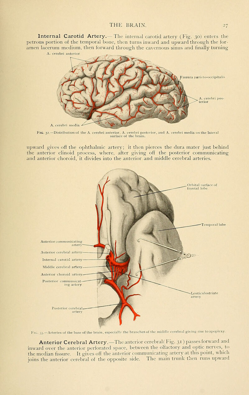 Internal Carotid Artery.—The internal carotid artery (Fig. 30) enters the petrous portion of the temporal bone, then turns inward and upward through the for- amen lacerum medium then forward through the ca\einoub sinus and finally turning A. ceiebri anterior Fig. 32.—Distribut surface of thi d A. cerebri media on the lateral Upward g'i\-es off the ophthalmic artery; it then pierces the dura mater just behind the anterior clinoid process, where, after giving off the posterior communicating and anterior choroid, it divides into the anterior and middle cerebral arteries. Anterior commiiTiicating artery Anterior cerebral artery- Internal carotid artery Middle cerel^ral artery. Anterior choroid artery Posterior communicat- ing artery Posterior cerebral artery Fig. 33.—Arteries of the base of i a.. b,.....L.s^f Anterior Cerebral Artery.—The anterior cerebralC Fig. 31) passes forward and inward over the anterior perforated space, between the olfactory and optic nerves, to the median fissure. It gives of! the anterior communicating artery at this point, which joins the anterior cerebral of the opposite side. The main trunk then runs upward