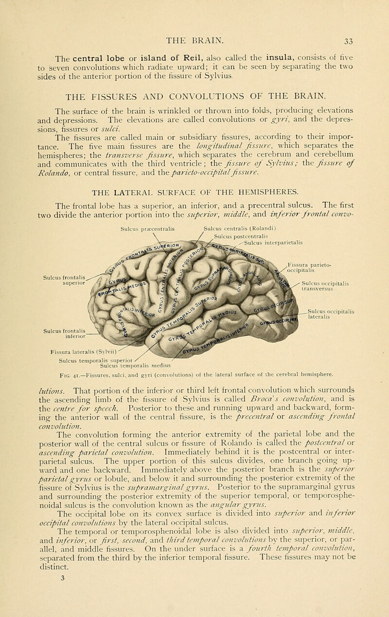 The central lobe or island of Reil, also called the insula, consists of five to seven convolutions which radiate upward; it can be seen by separating the two sides of the anterior portion of the fissure of Sylvius. THE FISSURES AND CONVOLUTIONS OF THE BRAIN. The surface of the brain is wrinkled or thrown into folds, producing elevations and depressions. The elevations are called convolutions or gyri, and the depres- sions, fissures or sulci. The fissures are called main or subsidiary fissures, according to their impor- tance. The five main fissures are the longitudinal fissure, which separates the hemispheres; the transverse fissure, which separates the cerebrum and cerebellum and communicates with the third ventricle; {\iQ fissure of Sylvius; ihz fissure of Rolando, or central fissure, and the parieto-occipitalfissure. THE LATERAL SURFACE OF THE HEMISPHERES. The frontal lobe has a superior, an inferior, and a precentral sulcus. The first two divide the anterior portion into the superior, middle, and inferior firontal co7ivo- Sulcus preccentral: centralis (Rolandi) Iralis Sulcus iiilerparietali: Sulcus frontalis supei Sulcus frontal Sulcus temporalis supei Sulcus lemporalis medius Fig. 41.—Fissures, sulci, and gyri {con\c s) of the lateral surface of the cerebral hemisphere. lutions. That portion of the inferior or third left frontal convolution which surrounds the ascending limb of the fissure of Sylvius is called Brocds co7ivohdion, and is the ce7itre for speech. Posterior to these and running upward and backward, form- ing the anterior wall of the central fissure, is the precentral or ascending frontal convolutio7i. The convolution forming the anterior extremity of the parietal lobe and the posterior wall of the central sulcus or fissure of Rolando is called the postcentral or ascending parietal co7ivoliition. Immediately behind it is the postcentral or inter- parietal sulcus. The upper portion of this sulcus divides, one branch going up- ward and one backward. Immediately above the posterior branch is the superior parietalgy7-us or lobule, and below it and surrounding the posterior e.xtremity of the fissure of Sylvius is the supramarginalgyrus. Posterior to the supramarginal gyrus and surrounding the posterior extremity of the superior temporal, or temporosphe- noidal sulcus is the convolution known as the angular gy7'us. The occipital lobe on its convex surface is di\'ided into supei-ior and inferior occipital convolutio7is by the lateral occipital sulcus. The temporal or temporosphenoidal lobe is also divided into superior. 77iiddle, and inferior, or first, second, and third temporal convolutions by the superior, or par- allel, and middle fissures. On the under surface is a fourth tempoi-al convolution, separated from the third by the inferior temporal fissure. These fissures may not be distinct.