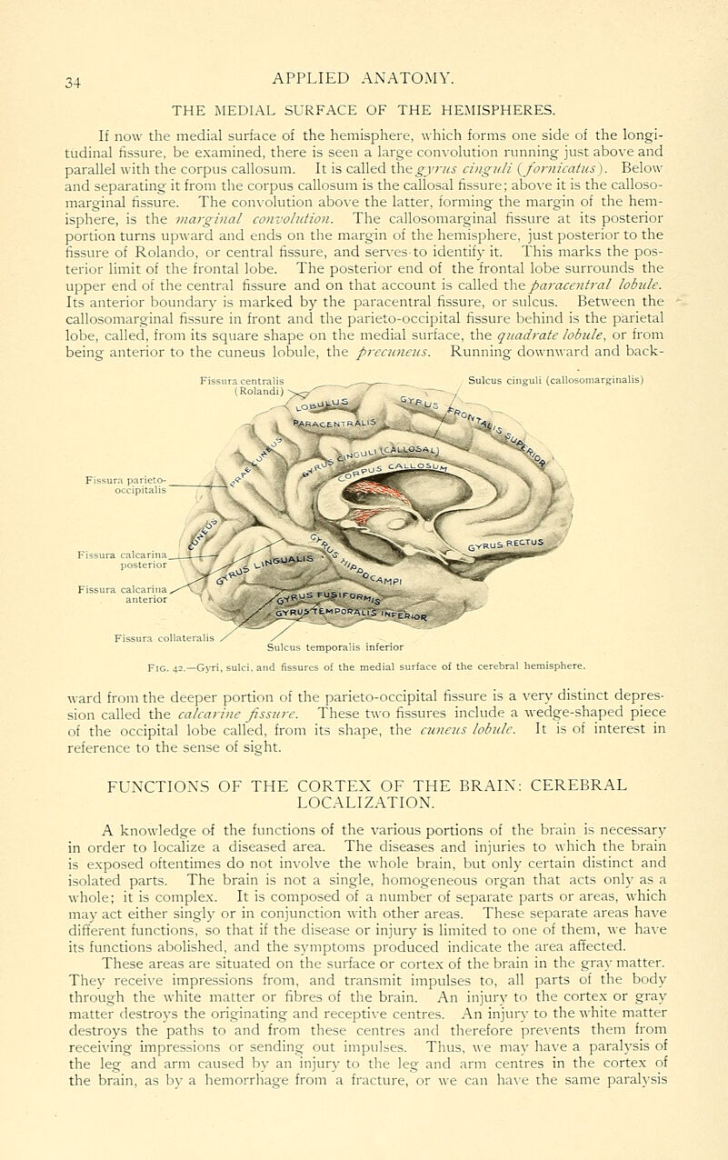 THE iMEDIAL SURFACE OF THE HEMISPHERES. If now the medial surface of the hemisphere, which forms one side of the longi- tudinal fissure, be examined, there is seen a large convolution running just above and parallel with the corpus callosum. It is called the^_77'«.s- cingidi {^fornicatus). Below and separating it from the corpus callosum is the callosal fissure; above it is the calloso- marginal fissure. The convolution above the latter, forming the margin of the hem- isphere, is the marginal convohdion. The callosomarginal fissure at its posterior portion turns upward and ends on the margin of the hemisphere, just posterior to the fissure of Rolando, or central fissure, and ser\'es to identify it. This marks the pos- terior limit of the frontal lobe. The posterior end of the frontal lobe surrounds the upper end of the central fissure and on that account is called the pai'acentral lobule. Its anterior boundary is marked by the paracentral fissure, or sulcus. Between the callosomarginal fissure in front and the parieto-occipital fissure behind is the parietal lobe, called, from its square shape on the medial surface, the quadrate lobule, or from being anterior to the cuneus lobule, the precuneus. Running downward and back- Sulcus cinguli (callosoniarginalis) Fissura collateral Sulcus temporalis inferior Fig. 42.—Gyri, sulci, and fissures of the medial surface of the cerebral hemisphere. ward from the deeper portion of the parieto-occipital fissure is a verv' distinct depres- sion called the calcarine fissure. These Uvo fissures include a wedge-shaped piece of the occipital lobe called, from its shape, the cuneus lobule. It is of interest in reference to the sense of sight. FUNCTIONS OF THE CORTEX OF THE BRAIN LOCALIZATION. CEREBRAL A knowledge of the functions of the various portions of the brain is necessary in order to localize a diseased area. The diseases and injuries to which the brain is exposed oftentimes do not involve the whole brain, but only certain distinct and isolated parts. The brain is not a single, homogeneous organ that acts only as a whole; it is complex. It is composed of a number of separate parts or areas, which may act either singly or in conjunction with other areas. These separate areas have different functions, so that if the disease or injury is limited to one of them, we have its functions abolished, and the S3anptoms produced indicate the area affected. These areas are situated on the surface or cortex of the brain in the gray matter. They receive impressions from, and transmit impulses to, all parts of the body through the white matter or fibres of the brain. An injury to the cortex or gray matter destroys the originating and receptive centres. An injury- to the white matter destroys the paths to and from these centres and therefore prevents them from receiving impressions or sending out impulses. Thus, we may have a paralysis of the leg and arm caused by an injury to the leg and arm centres in the cortex of the brain, as bv a hemorrhage from a fracture, or we can ha\-e the same paralysis