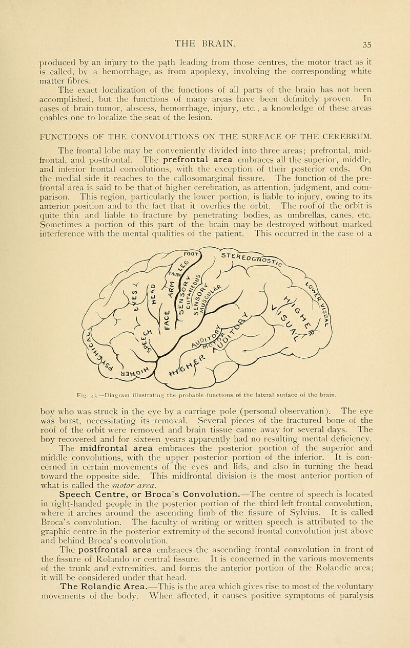 produced by an injury to the path leading from those centres, the motor tract as it is called, by a hemorrhage, as from apoplexy, involving the corresponding white matter fibres. The e-\act localization of the functions of all parts of the brain has not been accomplished, but the functions of many areas have been definitely proven. In cases of brain tumor, abscess, hemorrhage, injury, etc., a knowledge of these areas enables one to localize the seat of the lesion. FUNCTIONS OF THE CONVOLUTIONS ON THE SURFACE OF THE CEREBRUM. The frontal lobe may be conveniently divided into three areas; prefrontal, mid- frontal, and postfrontal. The prefrontal area embraces all the superior, middle, and inferior frontal convolutions, with the e-\ception of their posterior ends. On the medial side it reaches to the callosomarginal fissure. The function of the pre- frontal area is said to be that of higher cerebration, as attention, judgment, and com- parison. This region, particularly the lower portion, is liable to injury, owing to its anterior position and to the fact that it overlies the orbit. The roof of the orbit is quite thin and liable to fracture by penetrating bodies, as umbrellas, canes, etc. Sometimes a portion of this part of the brain may be destroyed without marked interference with the mental qualities of the patient. This occurred in the case of a face of the brain. boy who was struck in the eye by a carriage pole (personal observation). The eye was burst, necessitating its removal. Several pieces of the fractured bone of the roof of the orbit were removed and brain tissue came away for several days. The boy recovered and for si.xteen years apparently had no resulting mental deficiency. The midfrontal area embraces the posterior portion of the superior and middle convolutions, with the upper posterior portion of the inferior. It is con- cerned in certain mo\ements of the eyes and lids, and also in turning the head toward the opposite side. This midfrontal division is the most anterior portion of what is called the motor area. Speech Centre, or Broca's Convolution.—The centre of speech is located in right-handed people in the posterior portion of the third left frontal convolution, where it arches around the ascending limb of the fissure of Sylvius. It is called Broca's convolution. The faculty of writing or written speech is attributed to the graphic centre in the posterior extremity of the second frontal convolution just above and behind Broca's convolution. The postfrontal area embraces the ascending frontal convolution in front of the fissure of Rolando or central fissure. It is concerned in the \-arious movements of the trunk and extremities, and forms the anterior portion of the Rolandic area; it will be considered under that head. The Rolandic Area.—This is the area which gi\'es rise to most of the voluntary movements of the body. When affected, it causes positive symptoms of paralysis
