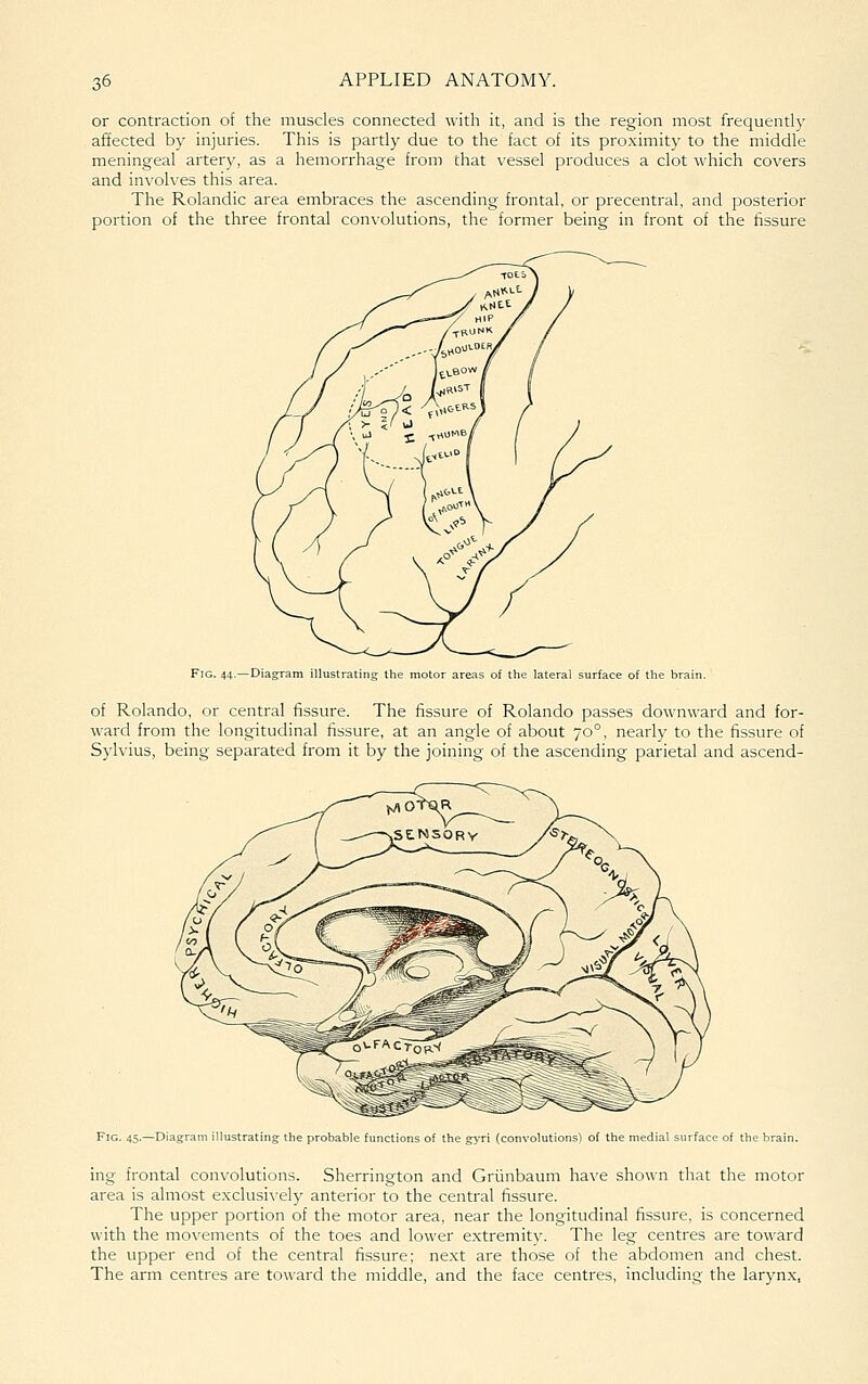 or contraction of the muscles connected with it, and is the region most frequently affected by injuries. This is partly due to the fact of its pro.ximity to the middle meningeal artery, as a hemorrhage from that vessel produces a clot which covers and involves this area. The Rolandic area embraces the ascending frontal, or precentral, and posterior portion of the three frontal convolutions, the former being in front of the fissure Fig. 44.—Diagram illustratin. motor areas of the lateral surface of the brail of Rolando, or central fissure. The fissure of Rolando passes downward and for- ward from the longitudinal fissure, at an angle of about 70°, nearly to the fissure of Sylvius, being separated from it by the joining of the ascending parietal and ascend- probable functions of the gyri (convolutions) of the rface of the brail ing frontal convolutions. Sherrington and Griinbaum have shown that the motor area is almost exclusively anterior to the central fissure. The upper portion of the motor area, near the longitudinal fissure, is concerned with the movements of the toes and lower extremity. The leg centres are toward the upper end of the central fissure; next are those of the abdomen and chest. The arm centres are toward the middle, and the face centres, including the larynx,