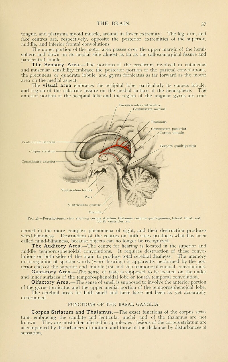 tongue, and platysma myoid muscle, around its lower extremity. The leg, arm, and face centres are, respectively, opposite the posterior extremities of the superior, middle, and inferior frontal convolutions. The upper portion of the motor area passes over the upper margin of the hemi- sphere and down on its medial side almost as far as the callosomarginal fissure and paracentral lobule. The Sensory Area.—The portions of the cerebrum involved in cutaneous and muscular sensibility embrace the posterior portion of the parietal convolutions, the precuneus or quadrate lobule, and gyrus fornicatus as far forward as the motor area on the medial aspect. The visual area embraces the occipital lobe, particularly its cuneus lobule, and region of the calcarine fissure on the medial surface of the hemisphere. The anterior portion of the occipital lobe and the region of the angular gyrus are con- Ventriculum lateralis Corpus striatum Commissura auterior Ventriculum teiliu Pjii Ventriculum ^u-^itu Medulli Fig. 46.—Foreshortened Commissura posterior Corpus pineaie Corpora quadrigeu m3^ cerned in the more complex phenomena of sight, and their destruction produces word-blindness. Destruction of the centres on both sides produces what has been called mind-blindness, because objects can no longer be recognized. The Auditory Area.—The centre for hearing is located in the superior and middle temporosphenoidal convolutions. It requires destruction of these convo- lutions on both sides of the brain to produce total cerebral deafness. The memory or recognition of spoken words (word hearing) is apparently performed by the pos- terior ends of the superior and middle (ist and 2d) temporosphenoidal convolutions. Gustatory Area.—The sense of taste is supposed to be located on the under and inner surfaces of the temporosphenoidal lobe or fourth temporal convolution. Olfactory Area.—The sense of smell is supposed to involve the anterior portion of the gyrus fornicatus and the upper medial portion of the temporosphenoidal lobe. The cerebral areas for both smell and taste have not been as yet accurately determined. FUNCTIONS OF THE BASAL GANGLIA. Corpus Striatum and Thalamus.—The exact functions of the corpus stria- tum, embracing the caudate and lenticular nuclei, and of the thalamus are not known. Thev are most often affected in apoplexies; lesions of the corpus striatum are accompanied by disturbances of motion, and those of the thalamus by disturbances of sensation.