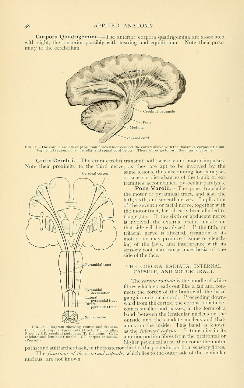 Corpora Quadrigemina.—The anterior corpora quadrigemina are associated with sight, the posterior possibly with hearing and equihbrium. Note their prox- imity to the cerebellum. Spinal cord Cerebral cortex Crura Cerebri.—The crura cerebri transmit both sensor)' and motor impulses. Note their pro.ximity to the third nerve, as they are apt to be involved by the same lesions, thus accounting for paralyses or sensorv disturbances of the trunk or ex- tremities accompanied by ocular paralysis. Pons Varolii.—The ]3ons transmits the motor or p^•ramidal tract, and also the fifth, sixth, and se\enth ner\'es. Implication of the seventh or facial nerve, together with the motor tract, has already been alluded to (page 32 ). If the sixth or abducent nerve is in\'olved, the external rectus muscle on that side will be paralyzed. If the fifth, or trifacial ner\e is affected, irritation of its motor root may produce trismus or clench- ing of the ia^^•s, and interference \\'ith its sensory root may cause antesthesia of one side of the face. THE CORONA RADIATA, INTERNAL CAPSULE, AND MOTOR TRACT. The co7'ona radiata is the bundle of white fibres which spreads out like a fan and con- nects the cortex of the brain with the basal ganglia and spinal cord. Proceeding down- ward from the cortex, the corona radiata be- comes smaller and passes, in the form of a band, between the lenticular nucleus on the outside and the caudate nucleus and thal- amus on the inside. This band is known as the internal capsule. It transmits in its anterior portion fibres from the prefrontal or higher psychical area; then come the motor paths; and still farther back, in the posterior third of the posterior portion, sensory fibres. The functions of the external capsule, which lies to the outer side of the lenticular nucleus, are not known. decussation Lateral pyramidal tract Direct pyramidal tract Fig. 48.—Diagram showing: course an tion of corticospinal (pyramidal) tract ; M, P.pons; CP. cerebral peduncle; T, thalan] caudate and lenticular nuclei; CC, corpus (Piersol.)