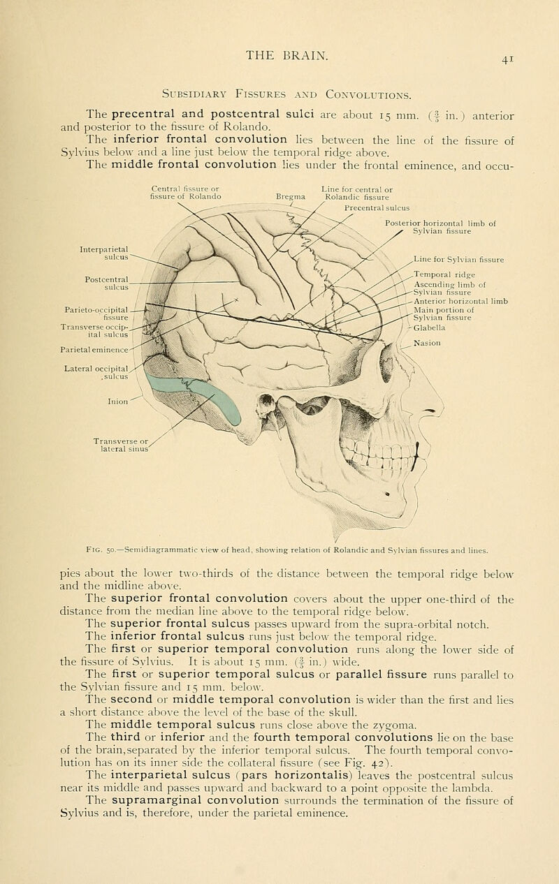 41 Subsidiary Fissures and Coxvolutions. The precentral and postcentral sulci are about 15 mm. (f in.) anterior and posterior to the fissure of Rolando. The inferior frontal convolution lies between the line of the fissure of Sylvius below and a line just below the temporal ridge above. The middle frontal convolution lies under the frontal eminence, and occu- Litie for central or Rolandic fissure Precentral sulc .Line for Sylvian fissure Temporal ridge Ascending limb of 'Sylvian fissure Anterior horizontal limb Main portion of Sylvian fissure Glabella Nasion h\^}-> Fig. 50.—Seniidiagramraatic view of head, showing relation of Rolandic and Sylvian fissures and lines. pies about the lower two-thirds of the distance between the temporal ridge below and the midline abo\'e. The superior frontal convolution covers about the upper one-third of the distance from the median line above to the temporal ridge below. The superior frontal sulcus passes upward from the supra-orbital notch. The inferior frontal sulcus runs just below the temporal ridge. The first or superior temporal convolution runs along the lower side of the fissure of Sylvius. It is about 15 mm. {f in.) wide. The first or superior temporal sulcus or parallel fissure runs parallel to the Sylvian fissure and 15 mm. below. The second or middle temporal convolution is wider than the first and lies a short distance abo\-e the le\el of the base of the skull. The middle temporal sulcus runs close above the zygoma. The third or inferior and the fourth temporal convolutions He on the base of the brain,separated by the inferior temporal sulcus. The fourth temporal convo- lution has on its inner side the collateral fissure fsee Fig. 42). The interparietal sulcus (pars horizontalis) leaves the postcentral sulcus near its middle and passes upward and backward to a point opposite the lambda. The supramarginal convolution surrounds the termination of the fissure of Sylvius and is, therefore, under the parietal eminence.