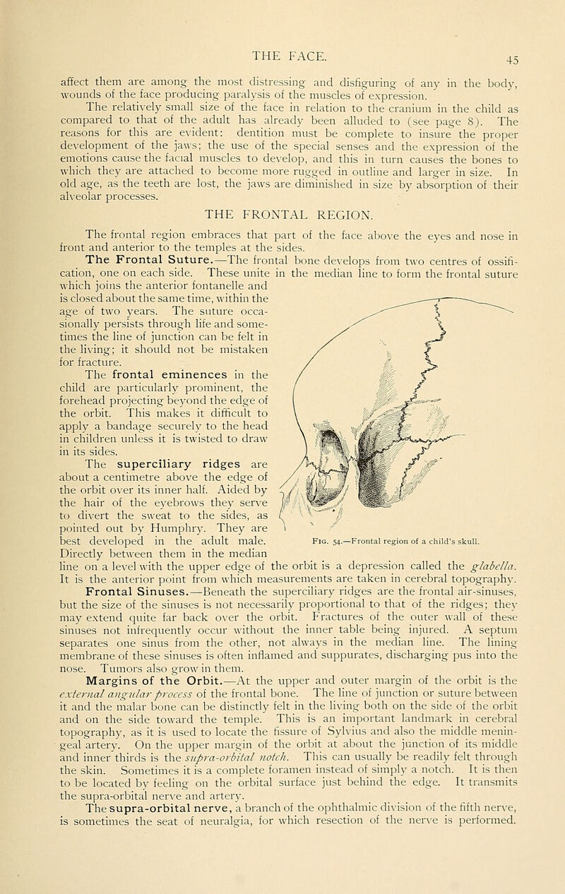 afEect them are among the most distressing and disfiguring of any in the body, wounds of the face producing paralysis of the muscles of expression. The relatively small size of the face in relation to the cranium in the child as compared to that of the adult has already been alluded to (see page 8). The reasons for this are e-\'ident: dentition must be complete to insure the proper development of the jaws; the use of the special senses and the expression of the emotions cause the facial muscles to develop, and this in turn causes the bones to which they are attached to become more rugged in outline and larger in size. In old age, as the teeth are lost, the jaws are diminished in size by absorption of their alveolar processes. THE FRONTAL REGION. The frontal region embraces that part of the face above the eyes and nose in front and anterior to the temples at the sides. The Frontal Suture.—The frontal bone develops from two centres of ossifi- cation, one on each side. These unite in the median line to form the frontal suture which joins the anterior fontanelle and is closed about the same time, within the age of two years. The suture occa- sionally persists through life and some- times the line of jvuiction can be felt in the li\'ing; it should not be mistaken for fracture. The frontal eminences in the child are particularly prominent, the forehead projecting bej^ond the edge of the orbit. This makes it difficult to apply a bandage securely to the head in children unless it is twisted to draw in its sides. The superciliary ridges are about a centimetre above the edge of the orbit over its inner half. Aided by the hair of the eyebrows they serve to divert the sweat to the sides, as pointed out by Humphry. They are best developed in the adult male. Directly between them in the median line on a level with the upper edge of the orbit is a depression called the glabella. It is the anterior point from which measurements are taken in cerebral topography. Frontal Sinuses.—Beneath the superciliary ridges are the frontal air-sinuses, but the size of the sinuses is not necessarily proportional to that of the ridges; they may extend quite far back over the orbit. Fractures of the outer wall of these sinuses not infrequently occur without the inner table being injured. A septum separates one sinus from the other, not always in the median line. The lining- membrane of these sinuses is often inflamed and suppurates, discharging pus into the nose. Tumors also grow in them. Margins of the Orbit.—At the upper and outer margin of the orbit is the external angular process of the frontal bone. The line of junction or suture between it and the malar bone can be distinctly felt in the living both on the side of the orbit and on the side toward the temple. This is an important landmark in cerebral topograph)^, as it is used to locate the fissure of Sylvius and also the middle menin- geal artery. On the upper margin of the orbit at about the junction of its middle and inner thirds is the supra-orbital notch. This can usually be readily felt through the skin. Sometimes it is a complete foramen instead of simply a notch. It is then to be located by feeling on the orbital surface just behind the edge. It transmits the supra-orbital nerve and artery. The supra-orbital nerve, a branch of the ophthalmic division of the fifth nerve, is sometimes the seat of neuralgia, for which resection of the nerve is performed. Fig. 54.—Frontal region of a child's skull.