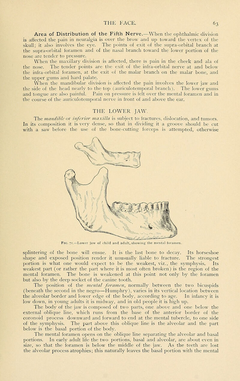 Area of Distribution of the Fifth Nerve.—When the ophthalmic division is affected the pain in neuralgia is over the brow and up toward the vertex of the skull; it also involves the eye. The points of exit of the supra-orbital branch at the supra-orbital foramen and of the nasal branch toward the lower portion of the nose are tender to pressure. When the maxillary division is affected, there is pain in the cheek and ala of the nose. The tender points are the exit of the infra-orbital nerve at and below the infra-orbital foramen, at the exit of the malar branch on the malar bone, and the upper gums and hard palate. When the mandibular division is affected the pain involves the lower jaw and the side of the head nearly to the top (auriculotemporal branch). The lower gums and tongue are also painful. Pain on pressure is felt over the mental foramen and in the course of the auriculotemporal nerve in front of and above the ear. THE LOWER JAW. The mandible or infei'ior maxilla is subject to fractures, dislocation, and tumors. In its composition it is very dense, so that in dividing it a groove should be cut with a saw before the use of the bone-cutting forceps is attempted, otherwise jaw of child and adult, sh the mental foramen. splintering of the bone will ensue. It is the last bone to decay. Its horseshoe shape and exposed position render it unusually liable to fracture. The strongest portion is what one would expect to be the weakest, viz., the symphysis. Its weakest part (or rather the part where it is most often broken) is the region of the mental foramen. The bone is weakened at this point not only by the foramen but also by the deep socket of the canine tooth. The position of the mental foramen, normally between the two bicuspids (beneath the second in the negro—Humphry), varies in its vertical location between the alveolar border and lower edge of the body, according to age. In infancy it is low down, in young adults it is midway, and in old people it is high up. The body of the jaw is composed of two parts, one above and one below the external oblique line, which runs from the base of the anterior border of the coronoid process downward and forward to end at the mental tubercle, to one side of the symphysis. The part above this oblique line is the alveolar and the part below is the basal portion of the body. The mental foramen opens on the oblique line separating the alveolar and basal portions. In early adult life the two portions, basal and alveolar, are about even in size, so that the foramen is below the middle of the jaw. As the teeth are lost the alveolar process atrophies; this naturally leaves the basal portion with the mental