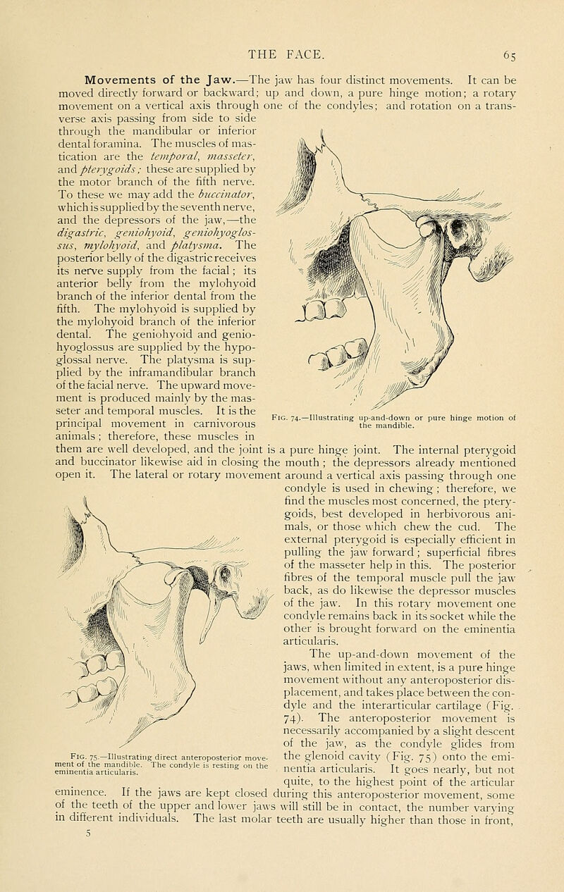Movements of the Jaw.—The jaw has four distinct movements. It can be moved directly forward or backward; up and down, a pure hinge motion; a rotary movement on a vertical axis through one of the condyles; and rotation on a trans- verse axis passing from side to side through the mandibular or inferior dental foramina. The muscles of mas- tication are the temporal, niasseter, and pterygoids; these are supplied by the motor branch of the fifth nerve. To these we may add the buccinator, which is supplied by the seventh nerve, and the depressors of the jaw,—the digastric, geniohyoid, geniohyoglos- sns, mylohyoid, and platysnia. The posterior belly of the digastric receives its nerve supply from the facial; its anterior belly from the mylohyoid branch of the inferior dental from the fifth. The mylohyoid is supplied by the mylohyoid branch of the inferior dental. The geniohyoid and genio- hyoglossus are supplied by the hypo- glossal nerve. The platysma is sup- plied by the inframandibular branch of the facial nerve. The upward move- ment is produced mainly by the mas- seter and temporal muscles. It is the principal movement in carnivorous animals ; therefore, these muscles in them are well developed, and the joint is a pure hinge joint. The internal pterygoid and buccinator likewise aid in closing the mouth ; the depressors already mentioned open it. The lateral or rotary movement around a vertical axis passing through one condyle is used in chewing ; therefore, we find the muscles most concerned, the ptery- goids, best developed in herbivorous ani- mals, or those which chew the cud. The external pterygoid is especially efficient in pulling the jaw forward ; superficial fibres of the masseter help in this. The posterior fibres of the temporal muscle pull the jaw back, as do likewise the depressor muscles of the jaw. In this rotary movement one condyle remains back in its socket while the other is brought forward on the eminentia articularis. The up-and-down movement of the jaws, when limited in extent, is a pure hinge movement without any anteroposterior dis- placement, and takes place between the con- dyle and the interarticular cartilage (Fig. . 74). The anteroposterior movement is necessarily accompanied by a slight descent of the jaw, as the condyle glides from the glenoid ca^•ity (Fig. 75) onto the emi- nentia articularis. It goes nearly, but not quite, to the highest point of the articular eminence. If the jaws are kept closed during this anteroposterior movement, some of the teeth of the upper and lower jaws will still be in contact, the number varying in different individuals '^' ■ ■ • 5 Fig. 75.—Illustrating direct anteroposterior ment of the mandible. The condyle is resting eminentia articularis. The last molar teeth are usually higher than those in front,