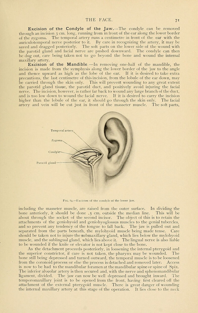 Excision of the Condyle of the Jaw.—The condyle can be removed through an incision 3 cm. long, running from in front of the ear along the lower border of the zygoma. The temporal artery runs a centimetre in front of the ear with the auriculotemporal nerve posterior to it. By care in recognizing the artery, it may be saved and dragged posteriorly. The soft parts on the lower side of the wound with the parotid gland and facial nerve are pushed downward. The condyle can then be dug out, care being taken not to go beyond the bone and wound the internal maxillarj' artery. Excision of the Mandible.—In removing one-half of the mandible, the incision is made from the symphysis along the lower border of the jaw to the angle and thence upward as high as the lobe of the ear. If it is desired to take extra precautions, the last centimetre of this incision, from the lobule of the ear down, may be carried through the skin only. This will prevent wounding to any great extent the parotid gland tissue, the parotid duct, and positively avoid injuring the facial nerve. The incision, however, is rather far back to wound an)^ large branch of the duct, and is too low down to wound the facial nerve. If it is desired to carry the incision higher than the lobule of the ear, it should go through the skin only. The facial artery and vein will be cut just in front of the masseter muscle. The soft parts. Parolid gland including the masseter muscle, are raised from the outer surface. In dividing the bone anteriorly, it should be done .5 cm. outside the median line. This will be about through the socket of the second incisor. The object of this is to retain the attachments of the geniohyoid and geniohyoglossus muscles to the genial tubercles, and so prevent any tendency of the tongue to fall back. The jaw is pulled out and separated from the parts beneath, the mylohyoid muscle being made tense. Care should be taken not to injure the submaxillary gland, which lies below the mylohyoid muscle, and the sublingual gland, which lies above it. The lingual nerve is also liable to be wounded if the knife or elevator is not kept close to the bone. As the detachment proceeds posteriorly, in loosening the internal pterygoid and the superior constrictor, if care is not taken, the pharynx may be wounded. The bone still being depressed and turned outward, the temporal muscle is to be loosened from the coronoid process or else the process is detached and removed later. Access is now to be had to the mandibular foramen at the mandibular spine or spine of Spix. The inferior alveolar artery is then secured and, with the nerve and sphenomandibular ligament, divided. The jaw can now be well depressed and brought inward. The temporomaxillary joint is to be opened from the front, ha\-ing first cleared off the attachment of the external pterygoid muscle. There is great danger of wounding the internal maxillary artery at this stage of the operation. It lies close to the neck