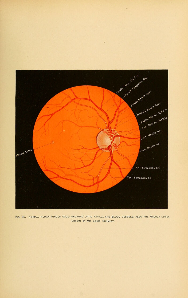Fig. 95. NORMAL HUMAN FUNDUS OCULI, SHOWING OPTIC PAPILLA AND BLOOD VESSELS; ALSO THE MACULA LUTEA. Drawn by Mr. Louis Schmidt.