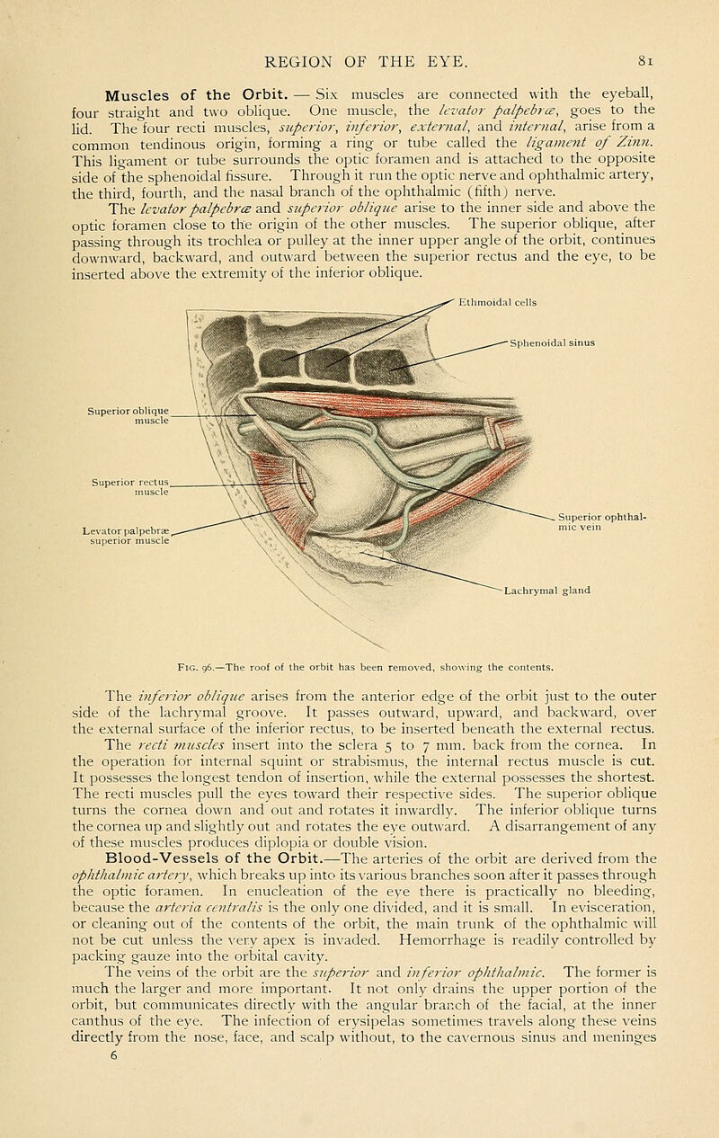 Muscles of the Orbit. — Six muscles are connected with the eyeball, four straight and two oblique. One muscle, the levator palpebrce, goes to the lid. The four recti muscles, superior, inferior, external, and internal, arise from a common tendinous origin, forming a ring or tube called the ligametit of Zi7in. This lio-ament or tube surrounds the optic foramen and is attached to the opposite side of the sphenoidal fissure. Through it run the optic nerve and ophthalmic artery, the third, fourth, and the nasal branch of the ophthalmic (fifth; nerve. The levator palpcbrcB and superior oblique arise to the inner side and above the optic foramen close to the origin of the other muscles. The superior oblique, after passing through its trochlea or pulley at the inner upper angle of the orbit, continues downward, backward, and outward between the superior rectus and the eye, to be inserted above the extremity of the inferior oblique. sphenoidal sinus Levator palpebras superior muscle Superior ophthal- Lachrymal gland Fig. 96.—The roof of the orbit has been removed, showing the contents. The inferior oblique arises from the anterior edge of the orbit just to the outer side of the lachrymal groove. It passes outward, upward, and backward, over the external surface of the inferior rectus, to be inserted beneath the external rectus. The recti muscles insert into the sclera 5 to 7 mm. back from the cornea. In the operation for internal squint or strabismus, the internal rectus muscle is cut. It possesses the longest tendon of insertion, while the external possesses the shortest. The recti muscles pull the eyes toward their respective sides. The superior oblique turns the cornea down and out and rotates it inwardly. The inferior oblique turns the cornea up and slightly out and rotates the eye outward. A disarrangement of any of these muscles produces diplopia or double vision. Blood-Vessels of the Orbit.—The arteries of the orbit are derived from the ophthalmic artery, which breaks up into its various branches soon after it passes through the optic foramen. In enucleation of the eye there is practically no bleeding, because the arteria centralis is the only one divided, and it is small. In evisceration, or cleaning out of the contents of the orbit, the main trunk of the ophthalmic will not be cut unless the ^•ery apex is invaded. Hemorrhage is readily controlled by packing gauze into the orbital cavity. The veins of the orbit are the superior and inferior ophthalmic. The former is much the larger and more important. It not only drains the upper portion of the orbit, but communicates directly with the angular branch of the facial, at the inner canthus of the eye. The infection of erysipelas sometimes travels along these veins directly from the nose, face, and scalp without, to the cavernous sinus and meninges 6