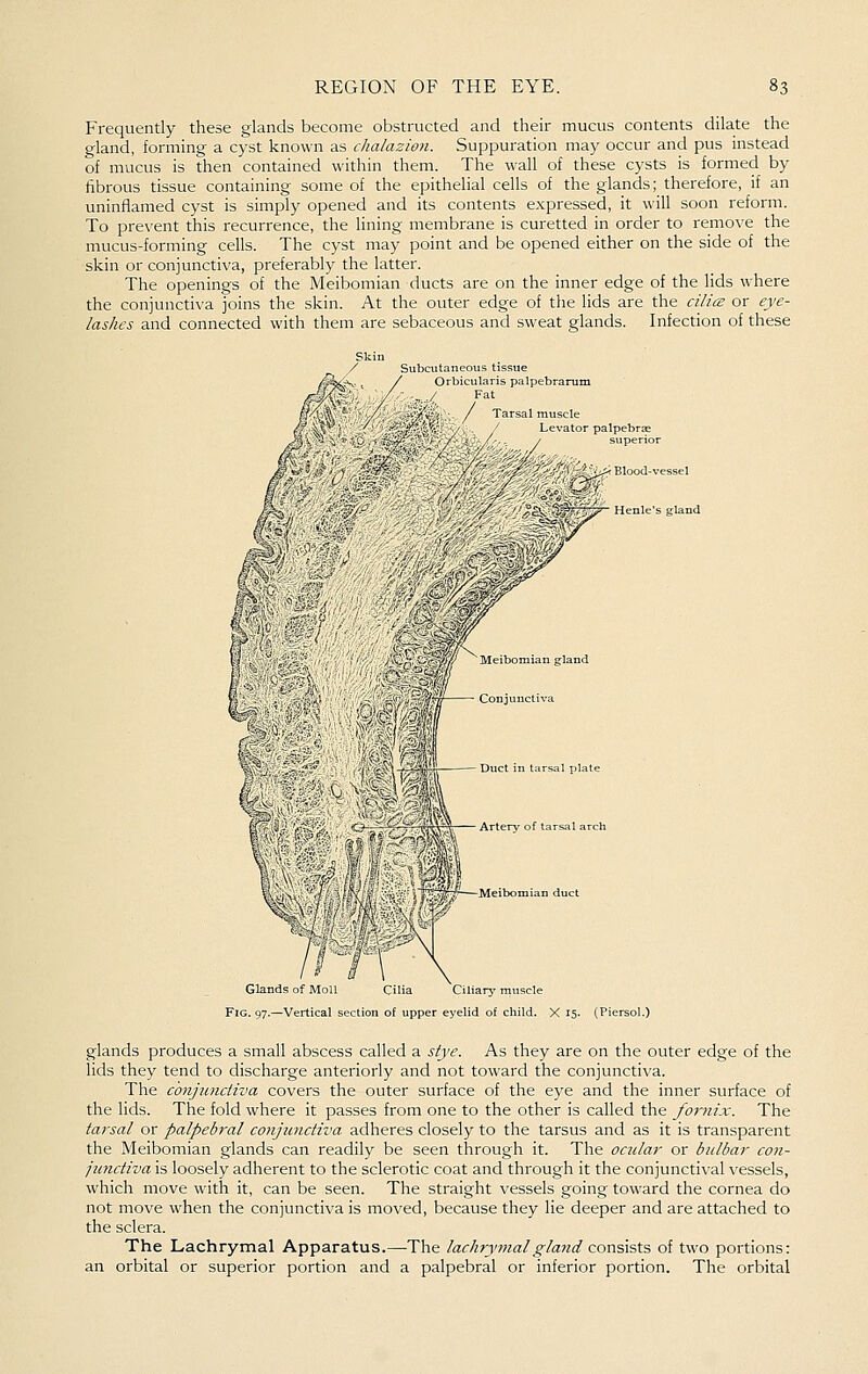 Frequently these glands become obstructed and their mucus contents dilate the gland, forming a cyst known as chalazion. Suppuration may occur and pus instead of mucus is then contained within them. The wall of these cysts is formed by fibrous tissue containing some of the epithelial cells of the glands; therefore, if an uninflamed cyst is simply opened and its contents expressed, it will soon reform. To prevent this recurrence, the lining membrane is curetted in order to remove the mucus-forming cells. The cyst may point and be opened either on the side of the skin or conjunctiva, preferably the latter. The openings of the Meibomian ducts are on the inner edge of the lids where the conjunctiva joins the skin. At the outer edge of the lids are the cilia: or eye- lashes and connected with them are sebaceous and sweat glands. Infection of these Subcutaneous tissue / Orbicularis palpebrarum Fat Glands of MoU Cilia 'Ciliarj' muscle Fig. 97.—Vertical section of upper eyelid of child. X 15. (Piersol.) glands produces a small abscess called a stye. As they are on the outer edge of the lids they tend to discharge anteriorly and not toward the conjunctiva. The cbnjji-nciiva covers the outer surface of the eye and the inner surface of the lids. The fold where it passes from one to the other is called the fornix. The tarsal or palpebral conjunctiva adheres closely to the tarsus and as it is transparent the Meibomian glands can readily be seen through it. The ocular or bulbar con- jimctiva is loosely adherent to the sclerotic coat and through it the conjuncti\'al vessels, which move with it, can be seen. The straight vessels going toward the cornea do not move when the conjunctiva is moved, because they lie deeper and are attached to the sclera. The Lachrymal Apparatus.—The lachrymalgla7id consists of two portions: an orbital or superior portion and a palpebral or inferior portion. The orbital