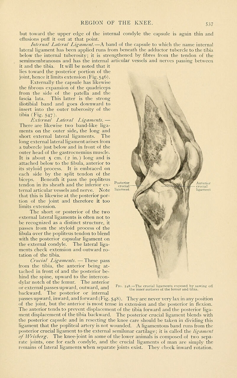 but toward the upper edge of the internal condyle the capsule is again thin and effusions puff it out at that point. Internal Lateral Ligament.—A band of the capsule to which the name internal lateral ligament has been applied runs from beneath the adductor tubercle to the tibia below the internal tuberosity; it is strengthened by fibres from the tendon of the semimembranosus and has the internal articular vessels and nerves passing between it and the tibia. It will be noted that it lies toward the posterior portion of the joint, hence it limits extension (Fig. 546). Externally the capsule has likewise the fibrous expansion of the quadriceps from the side of the patella and the fascia lata. This latter is the strong iliotibial band and goes downward to insert into the outer tuberosity of the tibia (Fig. 547). External Lateral Ligaments. — There are likewise two band-like liga- ments on the outer side, the long and short external lateral ligaments. The long external lateral ligament arises from a tubercle just below and in front of the outer head of the gastrocnemius muscle. It is about 5 cm. (2 in.) long and is attached below to the fibula, anterior to its styloid process. It is embraced on each side by the split tendon of the biceps. Beneath it pass the popliteus tendon in its sheath and the inferior ex- ternal articular vessels and nerve. Note that this is likewise at the posterior por- tion of the joint and therefore it too limits extension. The short or posterior of the two external lateral ligaments is often not to be recognized as a distinct structure, it passes from the styloid process of the fibula over the popliteus tendon to blend with the posterior capsular ligament on the external condyle. The lateral liga- ments check extension and outward ro- tation of the tibia. Crucial Ligaments. — These pass from the tibia, the anterior being at- tached in front of and the posterior be- hind the spine, upward to the intercon- dylar notch of the femur. The anterior or external passes upward, outward, and backward. The posterior or internal passes upward, inward, and forward (Fig. 548). They are never very lax in any position of the joint, but the anterior is most tense in extension and the posterior in flexion. The anterior tends to prevent displacement of the tibia forward and the posterior liga- ment displacement of the tibia backward. The posterior crucial ligament blends with the posterior capsule and in resecting the knee care should be taken in dividing this ligament that the popliteal artery is not wounded. A ligamentous band runs from the posterior crucial ligament to the external semilunar cartilage; it is called the ligame7it of IVi'isderg. The knee-joint in some of the lower animals is composed of two sepa- rate joints, one for each condyle, and the crucial ligaments of man are simply the remains of lateral ligaments when separate joints exist. They check inward rotation.
