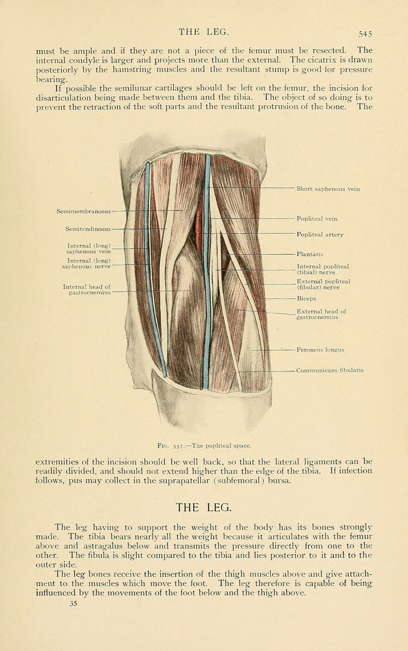 must be ample and if they are not a piece of the femur must be resected. The internal condyle is larger and projects more than the external. The cicatrix is drawn posteriorly by the hamstring muscles and the resultant stump is good for pressure bearing. If possible the semilunar cartilages should be left on the femur, the incision for disarticulation being made between them and the tibia. The object of so doing is to prevent the retraction of the soft parts and the resultant protrusion of the bone. The Communicans fibularis Fig. 557.—The popliteal space. extremities of the incision should be well back, so that the lateral ligaments can be readily divided, and should not extend higher than the edge of the tibia. If infection follows, pus may collect in the suprapatellar (subfemoral) bursa. THE LEG. The leg having to support the weight of the body has its bones strongly made. The tibia bears nearly all the weight because it articulates with the femur above and astragalus below and transmits the pressure directly from one to the other. The fibula is slight compared to the tibia and lies posterior to it and to the outer side. The leg bones receive the insertion of the thigh muscles above and give attach- ment to the muscles which move the foot. The leg therefore is capable of being influenced by the movements of the foot below and the thigh above. 35