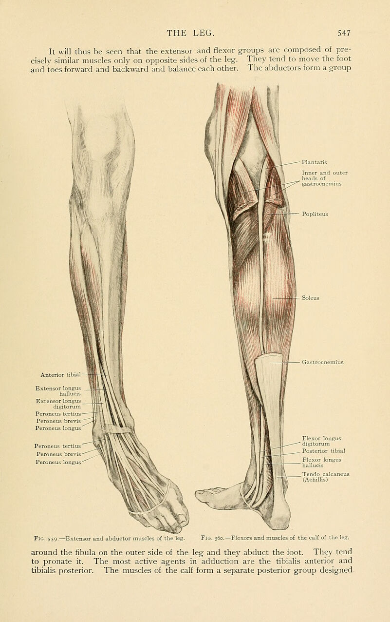 It will thus be seen that the extensor and flexor groups are composed of pre- cisely similar muscles only on opposite sides of the leg. They tend to move the foot and toes forward and backward and balance each other. The abductors form a group Anterior tibial Extensor longus hall Extensor longus digitorum ; tertius Peroneus longus Peroneus tertius Peroneus bra vis Peroneus longus T-7 Gastrocnemius Flexor longus ' digitorum - Posterior tibial Ten do calcaneus (Achillis) Fig. 559.—Extensor and abductor muscles of the leg. Fig. 560.—Flexors and muscles of the calf of the leg. around the fibula on the outer side of the leg and they abduct the foot. They tend to pronate it. The most active agents in adduction are the tibialis anterior and tibiahs posterior. The muscles of the calf form a separate posterior group designed