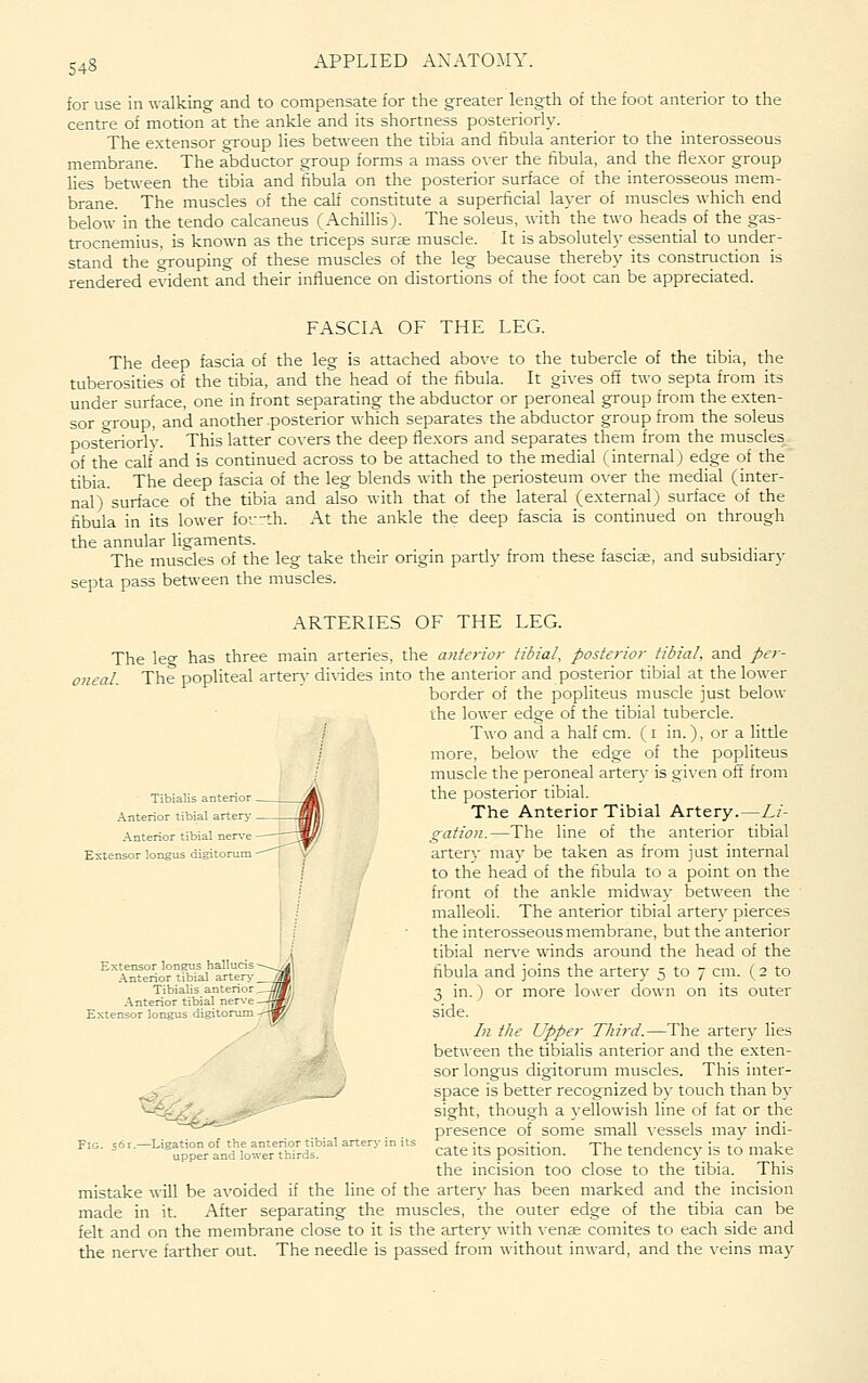 for use in walking and to compensate for the greater length of the foot anterior to the centre of motion at the ankle and its shortness posteriorly. The extensor group lies between the tibia and fibula anterior to the interosseous membrane. The abductor group forms a mass over the fibula, and the flexor group lies bet^veen the tibia and fibula on the posterior surface of the interosseous mem- brane. The muscles of the calf constitute a superficial la^-er of muscles which end below in the tendo calcaneus (Achillis). The soleus, with the two heads of the gas- trocnemius, is known as the triceps surae muscle. It is absolutely essential to under- stand the grouping of these muscles of the leg because thereby its construction is rendered evident and their influence on distortions of the foot can be appreciated. FASCIA OF THE LEG. The deep fascia of the leg is attached above to the tubercle of the tibia, the tuberosities of the tibia, and the head of the fibula. It gives off two septa from its under surface, one in front separating the abductor or peroneal group from the exten- sor o-roup, and another posterior which separates the abductor group from the soleus posteriorly. This latter co\-ers the deep flexors and separates them from the muscles of the calf and is continued across to be attached to the medial (internal) edge of the tibia. The deep fascia of the leg blends with the periosteum o\-er the medial (inter- nal) surface of the tibia and also with that of the lateral (external) surface of the fibula in its lower fov-th. At the ankle the deep fascia is continued on through the annular ligaments. The muscles of the leg take their origin partly from these fasciae, and subsidiary septa pass between the muscles. Tibialis anterior Anterior tibial artery Anterior tibial ner\-e Extensor longus digitonim Extensor longus hallucis - Anterior tibial artery _ Tibialis anterior _ Anterior tibial nerve - ■ longus digitorum - ARTERIES OF THE LEG. The leer has three main arteries, the anterior tibial, posterior tibial, and per- oneal. The popliteal arten.- divides into the anterior and posterior tibial at the lower border of the popliteus muscle just below the lower edge of the tibial tubercle. / Two and a half cm. (i in.), or a little more, below the edge of the popliteus muscle the peroneal arter}- is gi\'en oft from the posterior tibial. The Anterior Tibial Artery.—Li- gation.—The line of the anterior tibial artery may be taken as from just internal to the head of the fibula to a point on the front of the ankle midway between the ■ malleoli. The anterior tibial artery pierces the interosseous membrane, but the anterior tibial ner\-e winds around the head of the fibula and joins the artery 5 to 7 cm. (2 to 3 in.) or more lower down on its outer side. In the Upper Third.—The artery lies between the tibialis anterior and the exten- sor longus digitorum muscles. This inter- space is better recognized by touch than by sight, though a yellowish line of fat or the presence of some small \'essels may indi- cate its position. The tendency is to make the incision too close to the tibia. This mistake will be avoided if the line of the artery has been marked and the incision made in it. After separating the muscles, the outer edge of the tibia can be felt and on the membrane close to it is the artery with \-ense comites to each side and the nen,-e farther out. The needle is passed from without inward, and the veins may -Ligation of the anterior tibial arte upper and lower thirds.