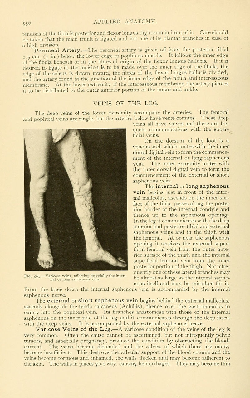 tendons of the tibialis posterior and flexor longus digitorum in front of it. Care should be taken that the main trunk is ligated and not one of its plantar branches in case of a high division. Peroneal Artery.—The peroneal arter\r is given ofi from the posterior tibial 2.5 cm. (i in.) below the lower edge of popliteus muscle. It follows the inner edge of the fibula beneath or in the fibres of origin of the fle.xor longus hallucis. If it is desired to ligate it, the incision is to be made over the inner edge of the fibula, the edo-e of the soleus is drawn inward, the fibres of the flexor longus hallucis divided, and the artery found at the junction of the inner edge of the fibula and interosseous membrane. At the lower extremity of the interosseous membrane the artery pierces it to be distributed to the outer anterior portion of the tarsus and ankle. \'EINS OF THE LEG. The deep veins of the lower extremity accompany the arteries. The femoral and popliteal veins are single, but the arteries below ha\e vense comites. These deep \'eins all have \-alves and there are fre- quent communications with the super- ficial veins. On the dorsum of the foot is a venous arch which unites with the inner dorsal digital vein to form the commence- ment of the internal or long saphenous vein. The outer extremity unites with the outer dorsal digital \'ein to form the commencement of the external or short saphenous vein. The internal or long saphenous vein begins just in front of the inter- nal malleolus, ascends on the inner sur- face of the tibia, passes along the poste- rior border of the internal condyle and thence up to the saphenous opening. In the leg it communicates with the deep anterior and posterior tibial and external saphenous veins and in the thigh with the femoral. At or near the saphenous opening it receives the external super- ficial femoral vein from the outer ante- rior surface of the thigh and the internal superficial femoral vein from the inner posterior portion of the thigh. Not infre- quently one of these lateral branches may be almost as large as the internal saphe- nous itself and may be mistaken for it. From the knee down the internal saphenous vein is accompanied by the internal saphenous nerve. The external or short saphenous vein begins behind the external malleolus, ascends alongside the tendo calcaneus (Achillis), thence over the gastrocnemius to empty into the popliteal vein. Its branches anastomose with those of the internal saphenous on the inner side of the leg and it communicates through the deep fascia with the deep \-eins. It is accompanied by the external saphenous nerve. Varicose Veins of the Leg.—A varicose condition of the veins of the leg is verj' common. Often the cause cannot be ascertained, but not infrequently pelvic tumors, and especially pregnancy, produce the condition by obstructing the blood- current. The veins become distended and the valves, of which there are many, become insufficient. This destroys the valvular support of the blood column and the veins become tortuous and inflamed, the walls thicken and may become adherent to the skin. The walls in places give way, causing hemorrhages. They may become thin