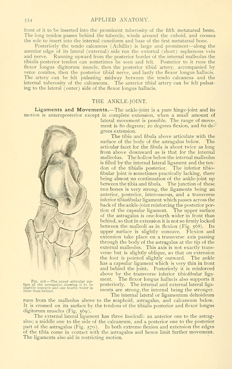 front of it to be inserted into the prominent tuberosity of the fifth metatarsal bone. The long tendon passes behind the tubercle, winds around the cuboid, and crosses the sole to insert into the internal cuneiform and base of the first metatarsal bone. Posteriorly the tendo calcaneus (Achillis) is large and prominent—along the anterior edge of its lateral (external) side run the external (short) saphenous vein and nerve. Running upward from the posterior border of the internal malleolus the tibialis posterior tendon can sometimes be seen and felt. Posterior to it runs the flexor longus digitorum muscle, then the posterior tibial artery, accompanied b)^ vense comites, then the posterior tibial nerve, and lastly the flexor longus hallucis. The artery can be felt pulsating midway between the tendo calcaneus and the internal tuberosity of the calcaneum. The anterior tibial artery can be felt pulsat- ing to the lateral (outer) side of the flexor longus hallucis. THE ANKLE-JOINT. Ligaments and Movements.—The ankle-joint is a pure hinge-joint and its motion is anteroposterior except in complete extension, when a small amount of lateral movement is possible. The range of move- ment is 80 degrees; 20 degrees flexion, and 60 de- grees e.xtension. The tibia and fibula above articulate with the surface of the body of the astragalus below. The articular facet for the fibula is about twice as long from above downward as is that for the internal malleolus. The hollow below the internal malleolus is filled by the internal lateral ligament and the ten- don of the tibialis posterior. The inferior tibio- fibular joint is sometimes practically lacking, there being almost no continuation of the ankle-joint up between the tibia and fibula. The junction of these two bones is very strong, the ligaments being an anterior, posterior, interosseous, and a transverse inferior tibiofibular ligament which passes across the back of the ankle-joint reinforcing the posterior por- tion of the capsular ligament. The upper surface, of the astragalus is one-fourth wider in front than behind, so that in e.xtension it is not so firmly locked between the malleoli as in flexion (Fig. 568). Its upper surface is slightly concave. Flexion and e.xtension take place on a transverse axis passing through the body of the astragalus at the tip of the e.xternal malleolus. This axis is not exactly trans- verse but is slight!}^ oblique, so that on e.xtension the foot is pointed slightly out\vard. The ankle has a capsular ligament which is very thin in front and behind the joint. Posteriorly it is reinforced above by the transverse inferior tibiofibular liga- ment. The flexor longus hallucis also supports it posteriorly. The internal and external lateral liga- ments are strong, the internal being the stronger. The internal lateral or ligamentum deltoideum runs from the malleolus above to the scaphoid, astragalus, and calcaneum below. It is crossed on its surface by the tendons of the tibialis posterior and fle.xor longus digitorum muscles (Fig. 569 ). The external lateral ligament has three fasciculi: an anterior one to the astrag- alus; a middle one to the side of the calcaneum, and a posterior one to the posterior part of the astragalus (Fig. 570). In both e.xtreme flexion and extension the edges of the tibia come in contact with the astragalus and hence limit further movement. The ligaments also aid in restricting: motion. Fig. 5C)S.—The upper articular sur- face of the astragalus, showing it to be slightly concave and one fourth wider in front than behind.