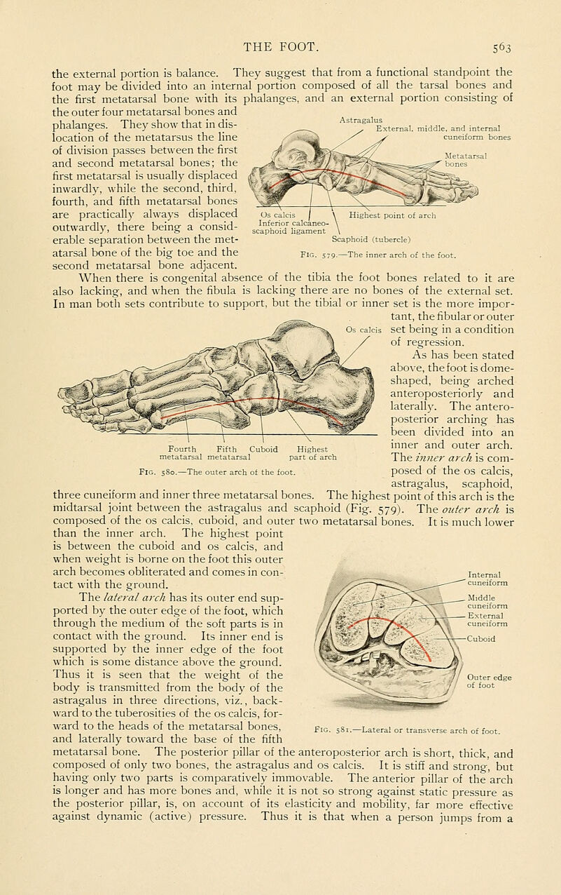 Os calcis Inferior calcaneo- scaphoid ligament Scaphoid (tubercle) • arch of the foot. the external portion is balance. They suggest that from a functional standpoint the foot may be divided into an internal portion composed of all the tarsal bones and the first metatarsal bone with its phalanges, and an external portion consisting of the outer four metatarsal bones and phalanges. They show that in dis- ^ '^''''^*^'External. location of the metatarsus the line of division passes between the first and second metatarsal bones; the first metatarsal is usually displaced inwardly, while the second, third, fourth, and fifth metatarsal bones are practically always displaced outwardly, there being a consid- erable separation between the met- atarsal bone of the big toe and the second metatarsal bone adjacent. When there is congenital absence of the tibia the foot bones related to it are also lacking, and when the fibula is lacking there are no bones of the external set. In man both sets contribute to support, but the tibial or inner set is the more impor- tant, the fibular or outer set being in a condition of regression. As has been stated above, the foot is dome- shaped, being arched anteroposteriorly and laterall)'. The antero- posterior arching has been divided into an inner and outer arch. The inner arch is com- posed of the OS calcis, astragalus, scaphoid, three cuneiform and inner three metatarsal bones. The highest point of this arch is the midtarsal joint between the astragalus and scaphoid (Fig. 579). The 02der arch is composed of the os calcis, cuboid, and outer two metatarsal bones. It is much lower than the inner arch. The highest point is between the cuboid and os calcis, and when weight is borne on the foot this outer arch becomes obliterated and comes in con- tact with the ground. The lateral arch has its outer end sup- ported by the outer edge of the foot, which through the medium of the soft parts is in contact with the ground. Its inner end is supported by the inner edge of the foot which is some distance above the ground. Thus it is seen that the weight of the body is transmitted from the body of the astragalus in three directions, viz., back- ward to the tuberosities of the os calcis, for- ward to the heads of the metatarsal bones, and laterally toward the base of the fifth metatarsal bone. The posterior pillar of the anteroposterior arch is short, thick, and composed of only two bones, the astragalus and os calcis. It is stiff and strong, but having only two parts is comparatively immovable. The anterior pillar of the arch is longer and has more bones and, while it is not so strong against static pressure as the posterior pillar, is, on account of its elasticity and mobility, far more effective against dynamic (active) pressure. Thus it is that when a person jumps from a Fig. sSo.—The outer arch of the foot. Fig. 5S1.—Late