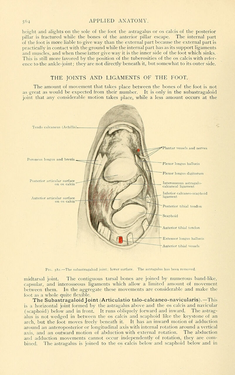 height and alights on the sole of the foot the astragalus or os calcis of the posterior pillar is fractured while the bones of the anterior pillar escape. The internal part of the foot is more liable to give way than the external part because the external part is practically in contact with the ground while the internal part has as its support ligaments and muscles, and when these latter gi\'eway it is the inner side of the foot which sinks. This is still more favored by the position of the tuberosities of the os calcis with refer- ence to the ankle-joint; they are not directly beneath it, but somewhat to its outer side. THE JOINTS AND LIGAMENTS OF THE FOOT. The amount of mo\-ement that takes place between the bones of the foot is not as great as would be expected from their number. It is only in the subastragaloid joint that any considerable motion takes place, while a less amount occurs at the Tendo calcaneus (Achillis). longus and breviE Plantar vessels and nerves Flexor longus hallucis \ Flexor longus digitorum Interosseous astragalo- calcaneal ligament Inferior calcaneo-scaphoid ligament Posterior tibial tendon /~ Scaphoid \nterior tibial tendon -^ ■— Anterior ti iongus hallu Anterior tibial vessels Fig. 582.—The subastragaloid joint; lower surface. The astragalus has been removed. midtarsal joint. The contiguous tarsal bones are joined by numerous band-like, capsular, and interosseous ligaments which allow a limited amount of movement between them. In the aggregate these movements are considerable and make the foot as a whole quite flexible. The Subastragaloid Joint (Articulatio talo-calcaneo-navicularis).—This is a horizontal joint formed by the astragalus above and the os calcis and navicular (scaphoid) below and in front. It runs obliquely forward and inward. The astrag- alus is not wedged in between the os calcis and scaphoid like the keystone of an arch, but the foot moves freely beneath it. It has an inward motion of adduction around an anteroposterior or longitudinal axis with internal rotation around a vertical axis, and an outward motion of abduction with external rotation. The abduction and adduction movements cannot occur independently of rotation, they are com- bined. The astragalus is joined to the os calcis below and scaphoid below and in