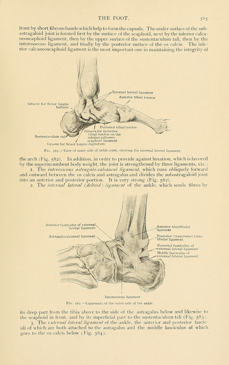 front by short fibrous bands which help to form the capsule. The under surface of the sub- astragaloid joint is formed first by the surface of the scaphoid, next by the inferior calca- neoscaphoid ligament, then by the upper surface of the sustentaculum tali, then by the interosseous ligament, and finally by the posterior surface of the os calcis. The infe- rior calcaneoscaphoid ligament is the most important one in maintaining the integrity of Internal lateral ligament Anterior tibial tendon tenor tibial tendon for posterior „ 3^ Mjsy/ Libial tendon on the bustentaculunn tali'^»-a»^/ ,nfenor calcaneo- ;caphoid ligament Groove for flexor longus digitorum Fig. 5S3.—View of inner side of ankle-joint, showing the internal lateral ligament. the arch (Fig. 582). In addition, in order to provide against luxation, which is favored by the superincumbent body weight, the joint is strengthened by three ligaments, viz.: 1. The intei-osscous astragalo-calcaneal ligament, which runs obliquely forward and outward between the os calcis and astragalus and divides the subastragaloid joint into an anterior and posterior portion. It is very strong (Fig. 582). 2. The internal lateral (^deltoid) ligame?it of the ankle, which sends fibres b}' Astragalocalcaneal ligament hbular ligament Posterior fasciculus of external lateral ligament Middle fasciculus of i \temal lateral ligament Interosseous ligament Fig. 584-—Ligaments of the outer side of the ankle. its deep part from the tibia above to the side of the astragalus below and likewise to the scaphoid in front, and by its superficial part to the sustentaculum tali (Fig. 583). 3. The external lateral ligament of the ankle, the anterior and posterior fascic- uli of which are both attached to the astragalus and the middle fasciculus of which goes to the os calcis below (Fig. 584).
