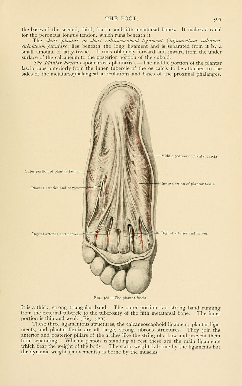 the bases of the second, third, fourth, and fifth metatarsal bones. It makes a canal for the peroneus longus tendon, which runs beneath it. The short plantar or short calcaneocuboid ltgai?ient (^ligamentian calcaneo- cuboidcum plantare) lies beneath the long ligament and is separated from it by a small amount of fatty tissue. It runs obliquely forward and inward from the under surface of the calcaneum to the posterior portion of the cuboid. The Plantar Fascia (aponeurosis plantaris).—The middle portion of the plantar fascia runs anteriorly from the inner tubercle of the os calcis to be attached to the sides of the metatarsophalangeal articulations and bases of the proximal phalanges. Outer portion of plantar fasc: Plantar arteries and nerves Digital arteries and .Middle portion of plantar fascia Inner portion of plantar fascia ■The plantar fascia. It is a thick, strong triangular band. The outer portion is a strong band running from the external tubercle to the tuberosity of the fifth metatarsal bone. The inner portion is thin and weak (Fig. 586). These three ligamentous structures, the calcaneoscaphoid ligament, plantar liga- ments, and plantar fascia are all large, strong, fibrous structures. They join the anterior and posterior pillars of the arches like the string of a bow and prevent them from separating. When a person is standing at rest these are the main ligaments which bear the weight of the body. The static weight is borne by the ligaments but the dynamic weight (movements) is borne by the muscles.